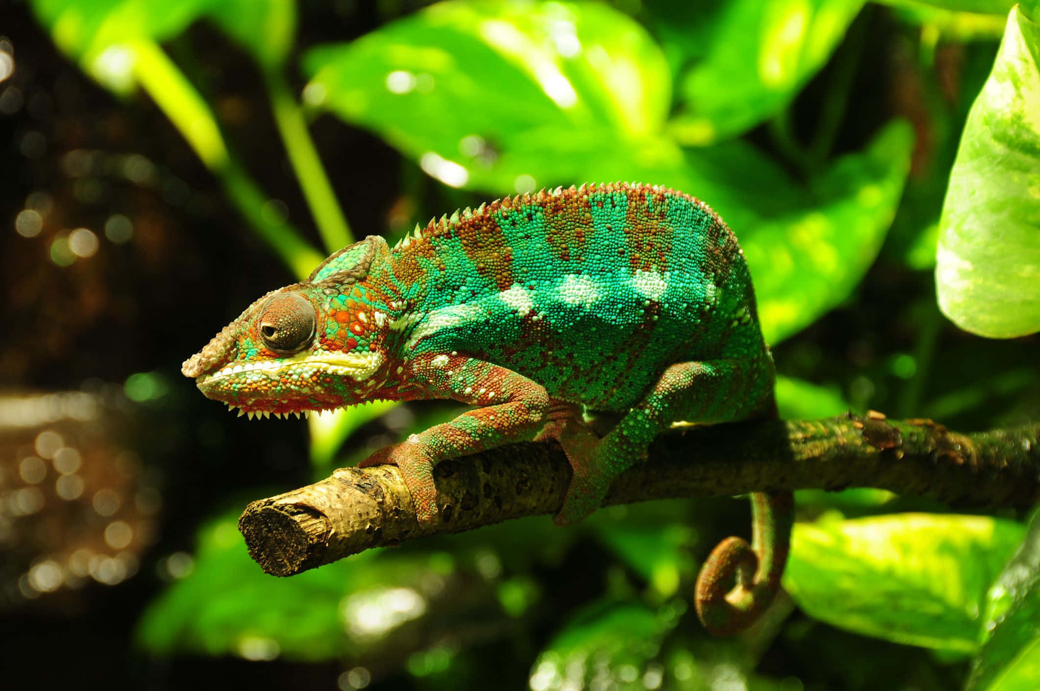 chameleon 桌布 壁紙 — 一隻充滿活力的綠色變色龍，帶有紅色和白色斑點，棲息在枝頭上，周圍環繞著茂密的樹葉。