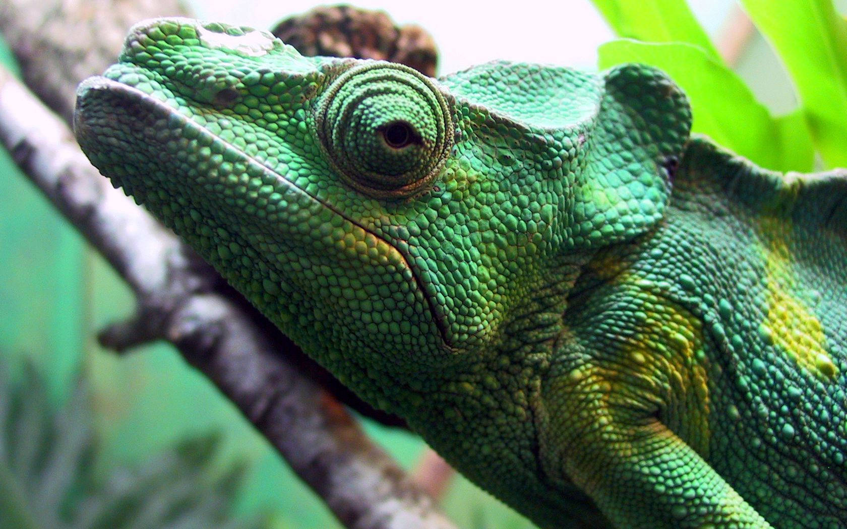 iguana 桌布 壁紙 — 一隻充滿活力的綠色變色龍，皮膚有紋理，棲息在樹枝上，周圍環繞著茂密的樹葉。