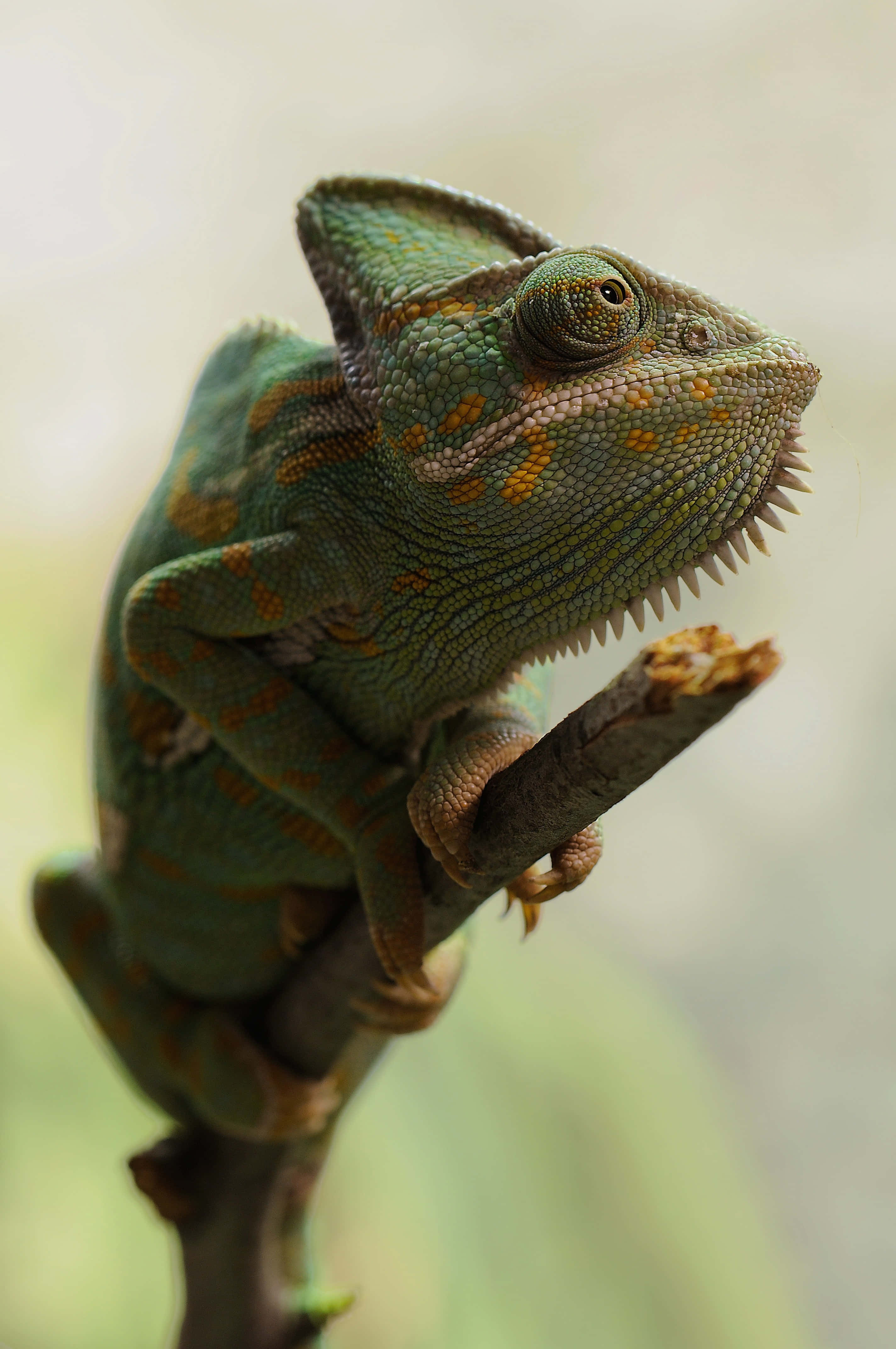 reptile 桌布 壁紙 — 一隻充滿活力的綠色變色龍帶有橙色斑點，警覺地棲息在樹枝上，其紋理皮膚和大眼睛在柔和的模糊背景下清晰對焦。