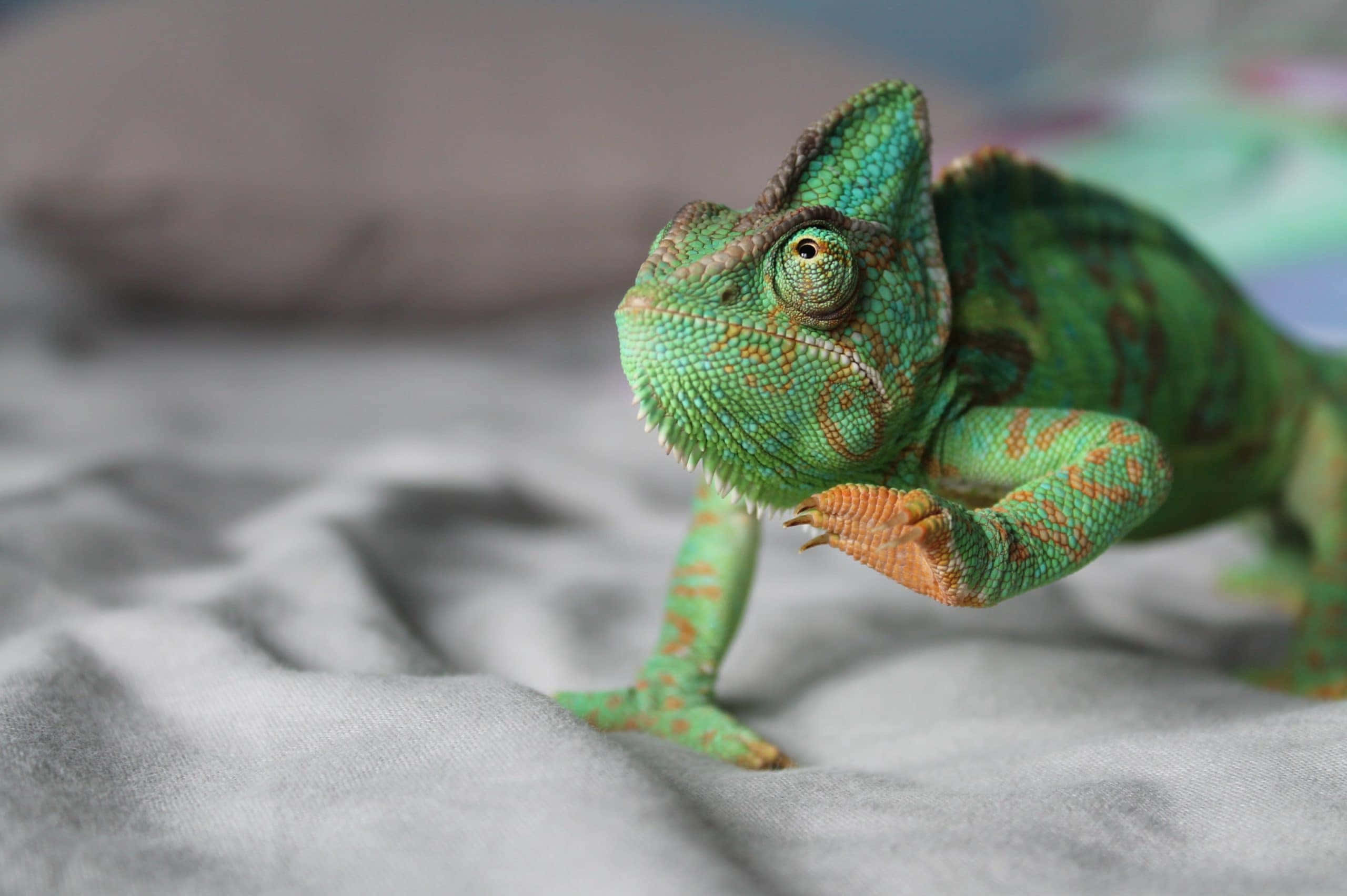 chameleon 桌布 壁紙 — 一隻充滿活力的綠色變色龍帶有橙色斑點，警覺地棲息在柔軟的灰色布料表面上。