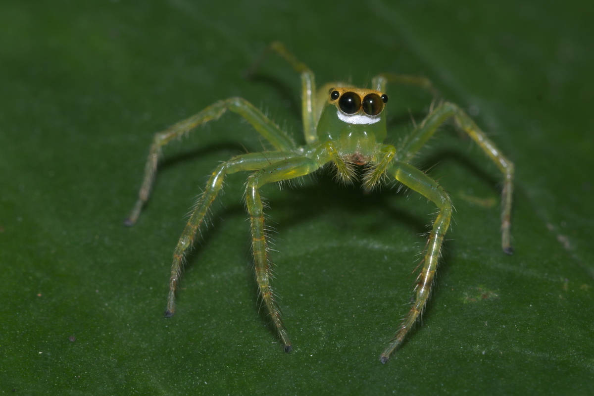 Spider 桌布 壁紙 — 一隻充滿活力的綠色跳蛛，有著大大的黑色眼睛，警覺地棲息在茂密的深綠色葉子上。