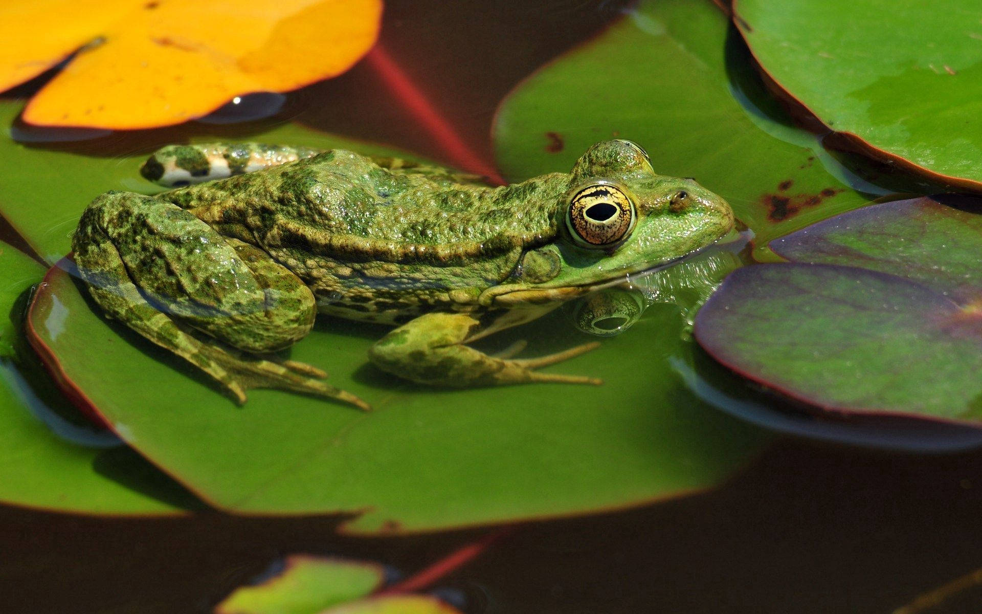 Frog 桌布 壁紙 — 一隻充滿活力的綠色青蛙在陽光普照的池塘中，坐在被漂浮樹葉包圍的睡蓮上休息。