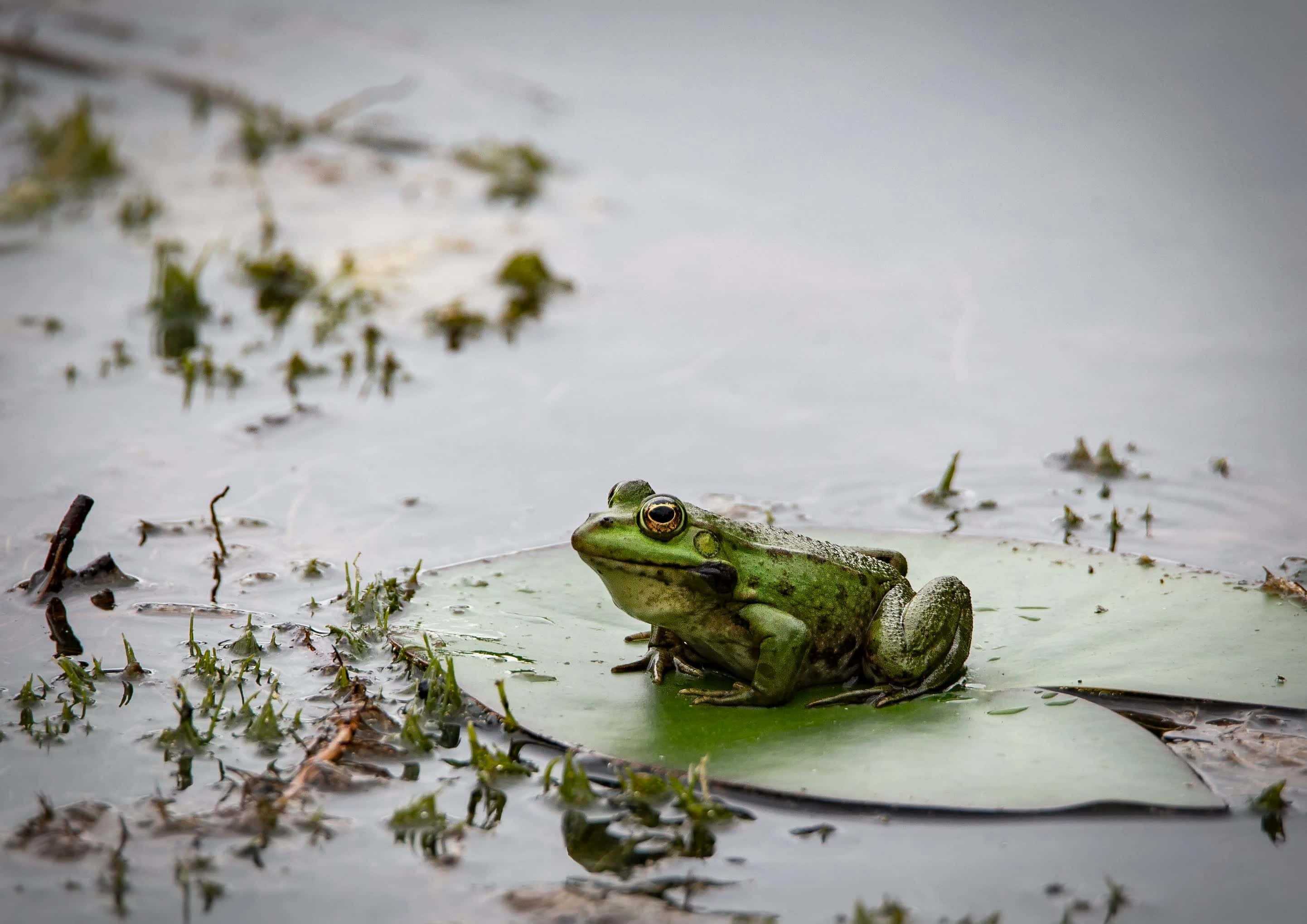 Frog 桌布 壁紙 — 一隻充滿活力的綠色青蛙警覺地棲息在睡蓮葉上，周圍是平靜、佈滿苔蘚的水面，在柔和自然光下。