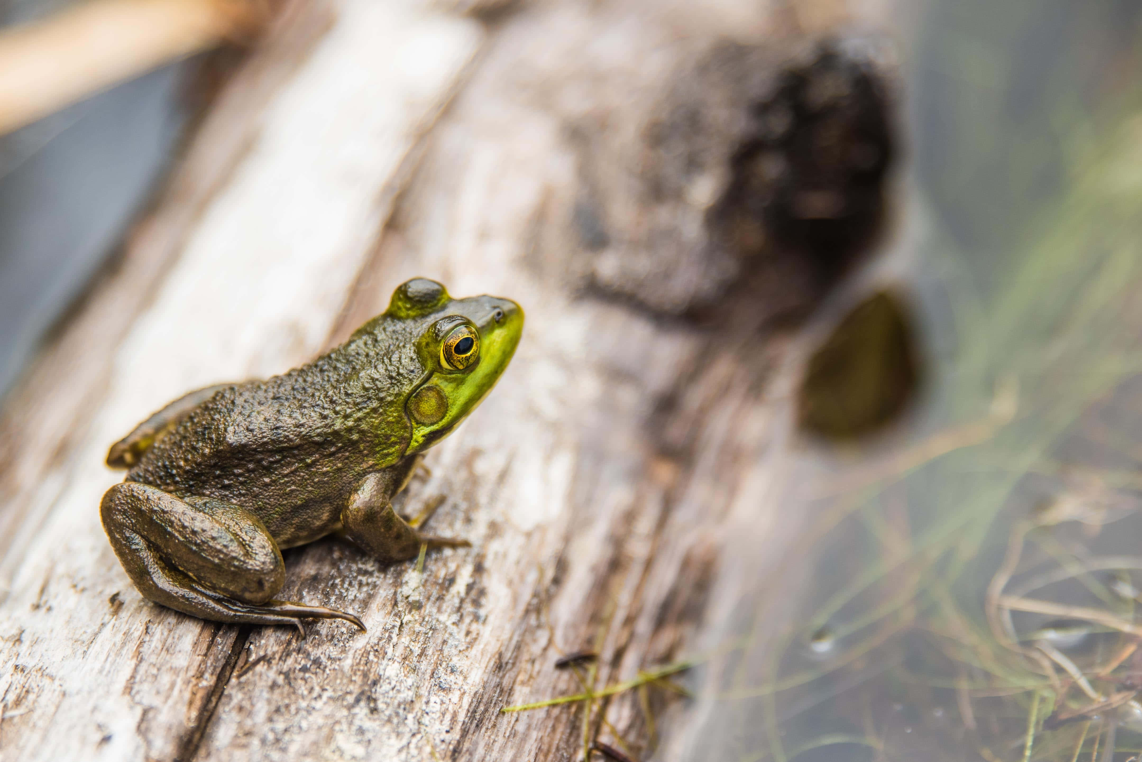 Frog 桌布 壁紙 — 一隻充滿活力的綠色青蛙警覺地棲息在風化的浮木上，旁邊是淺水，背景有模糊的蘆葦。