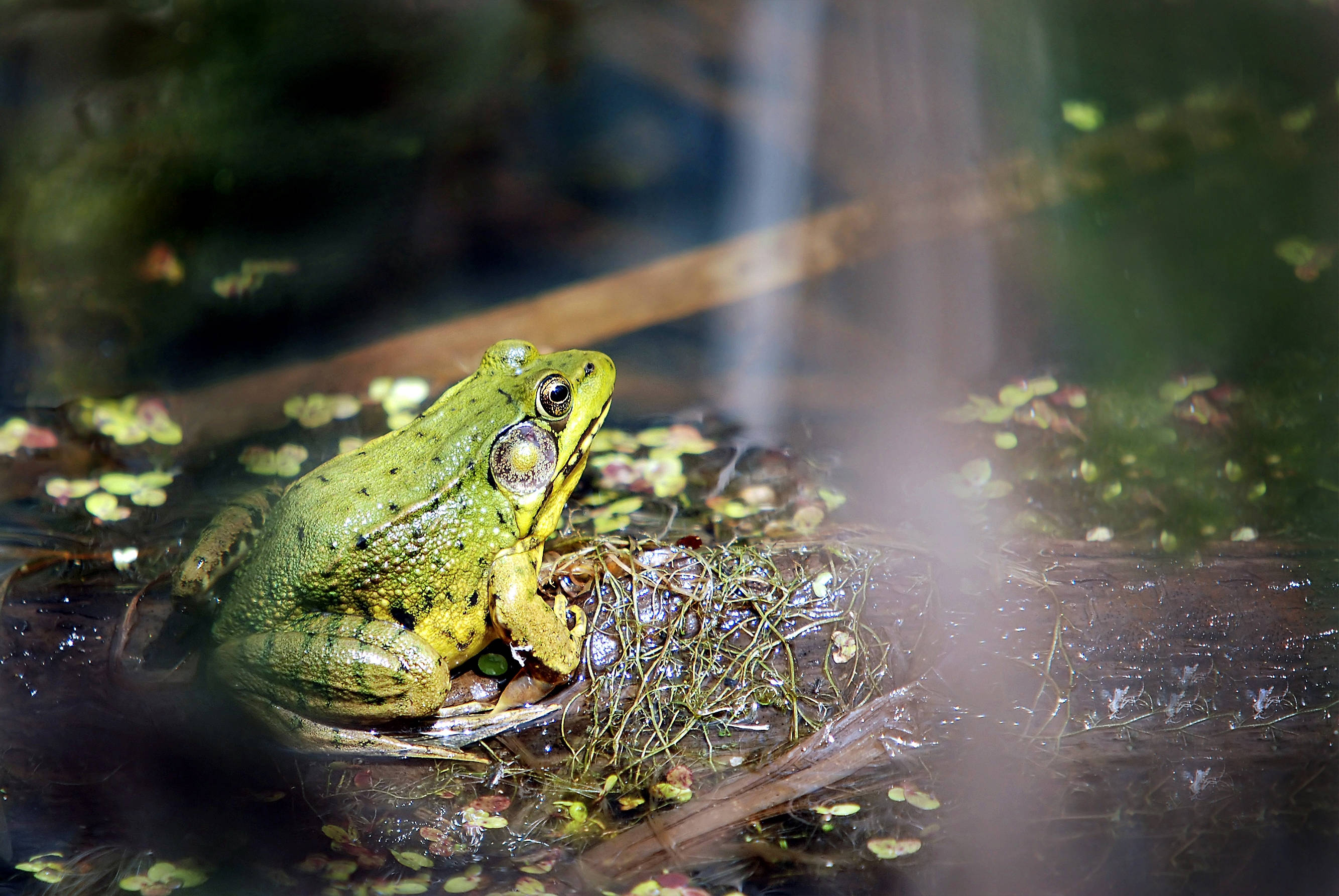Frog 桌布 壁紙 — 一隻充滿活力的綠色青蛙警覺地棲息在長滿苔蘚的木頭上，周圍有睡蓮葉和柔和的水波紋，在寧靜的池塘中。