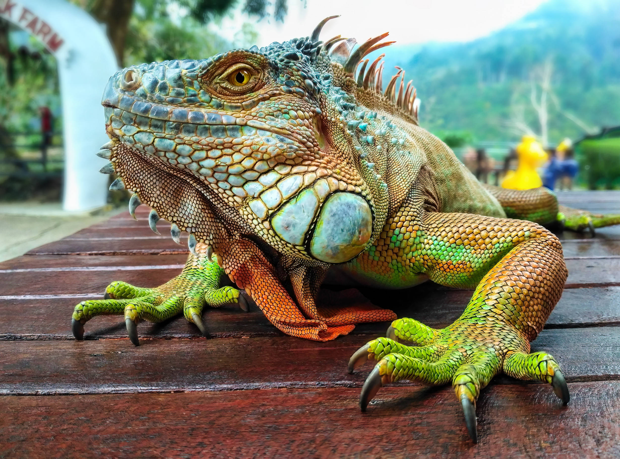 reptile 桌布 壁紙 — 一隻充滿活力的綠色鬣蜥，帶有尖刺冠和紋理鱗片，在茂密的戶外環境中休息在風化的木桌上。