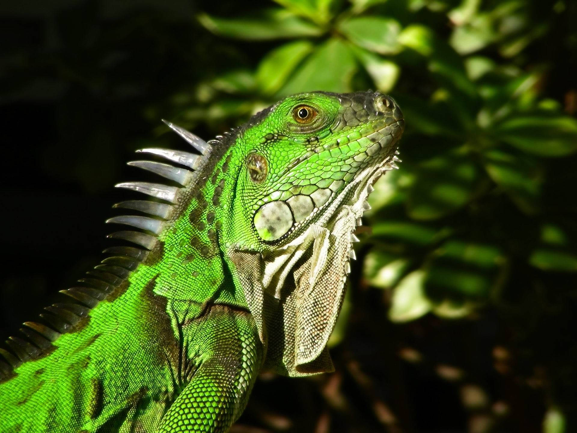 reptile 桌布 壁紙 — 一隻充滿活力的綠色鬣蜥，帶有尖刺冠和細緻鱗片，在斑駁的陽光下於茂密樹葉間曬太陽。
