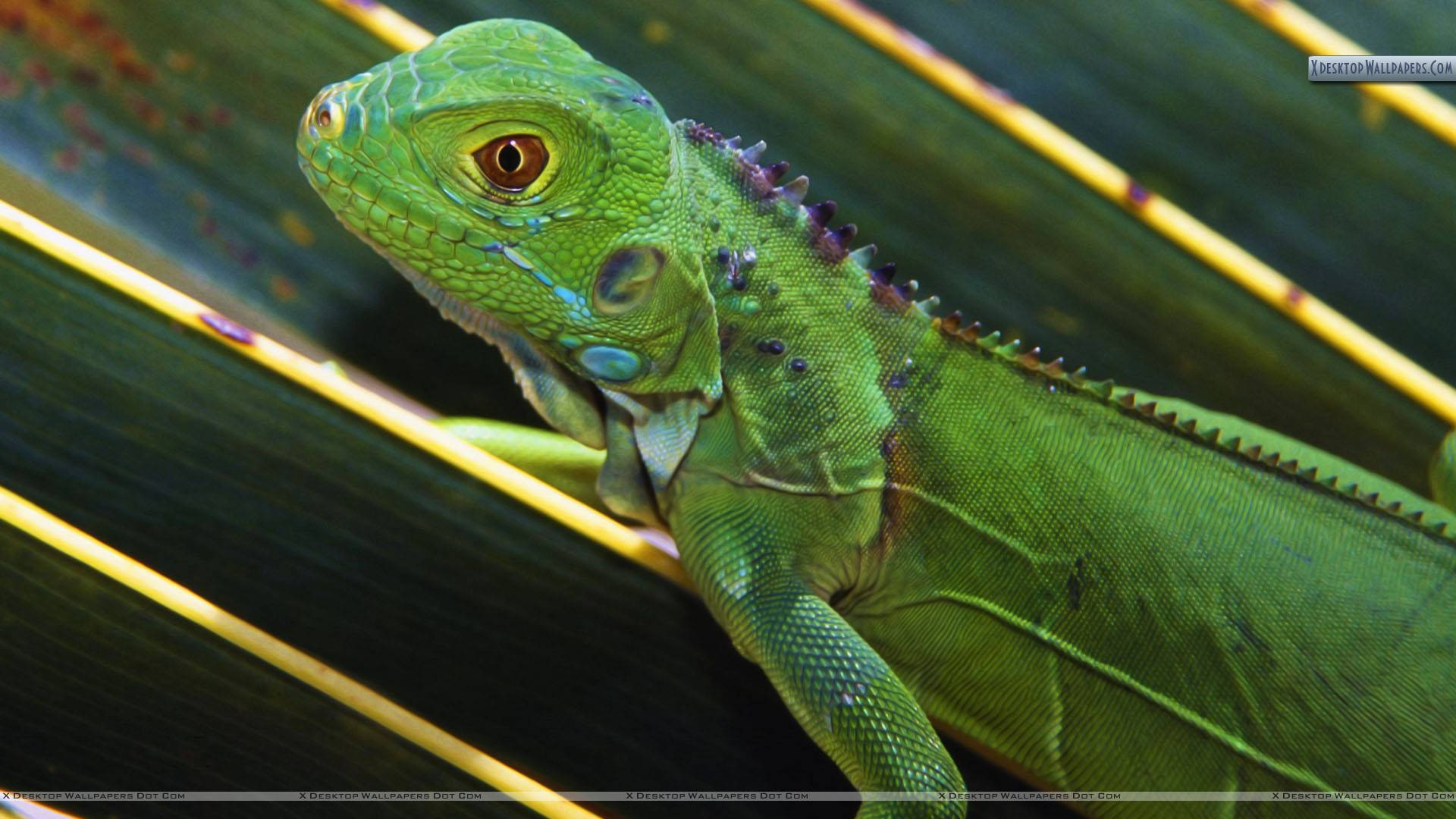 iguana 桌布 壁紙 — 一隻充滿活力的綠色鬣蜥，帶有尖刺冠，棲息在一片帶有黃色條紋的大葉子上。