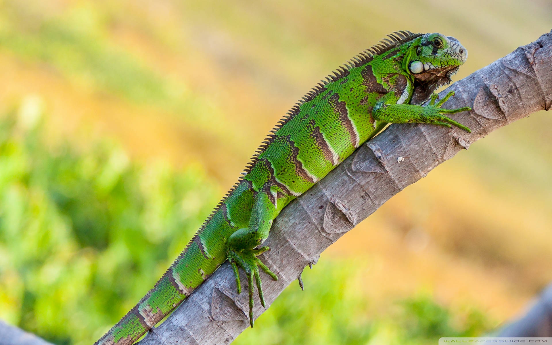 reptile 桌布 壁紙 — 一隻充滿活力的綠色鬣蜥，帶有尖刺冠，平靜地棲息在有紋理的樹枝上，背景是柔和模糊的自然景色。