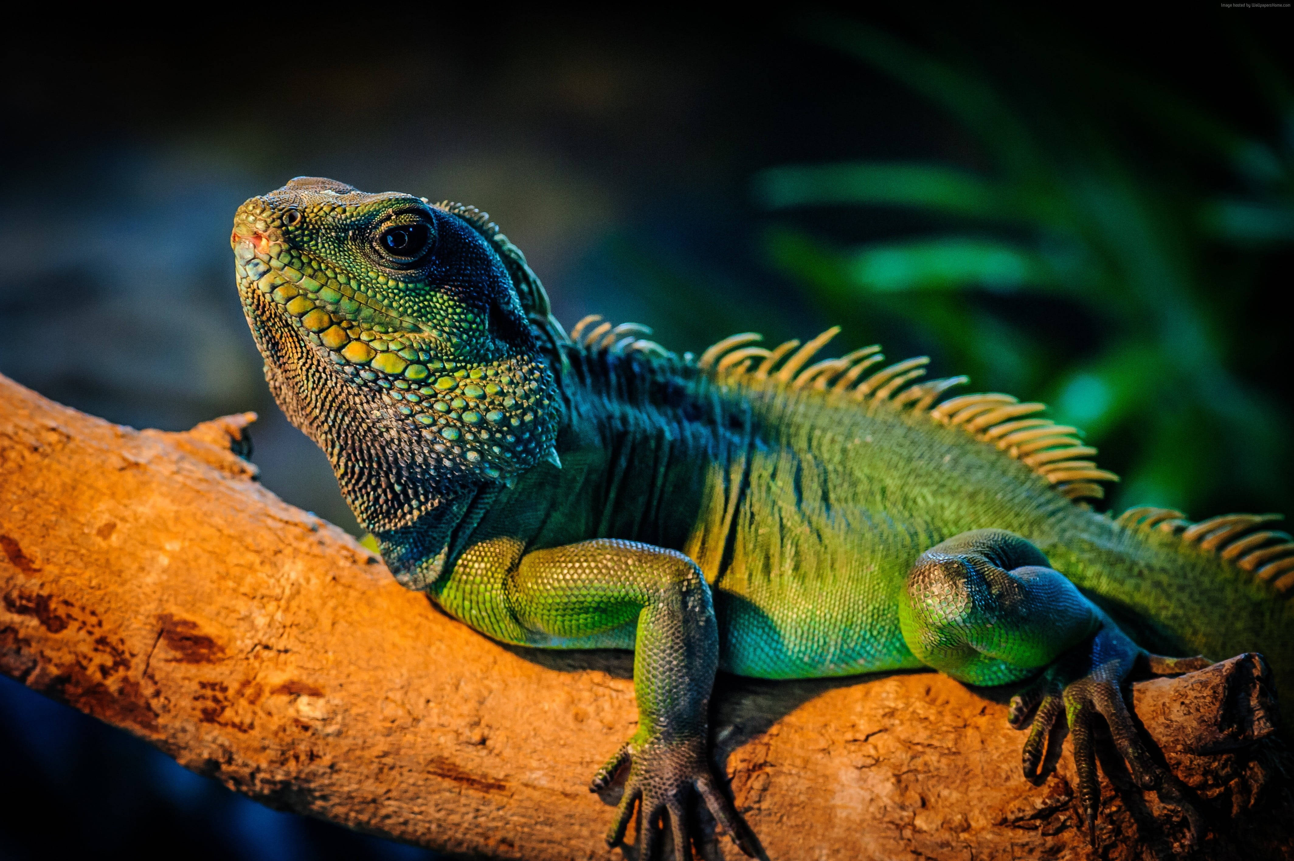 reptile 桌布 壁紙 — 一隻充滿活力的綠色鬣蜥，帶有尖刺冠，警覺地棲息在陽光照耀的樹枝上，背景是黑暗模糊的樹葉。