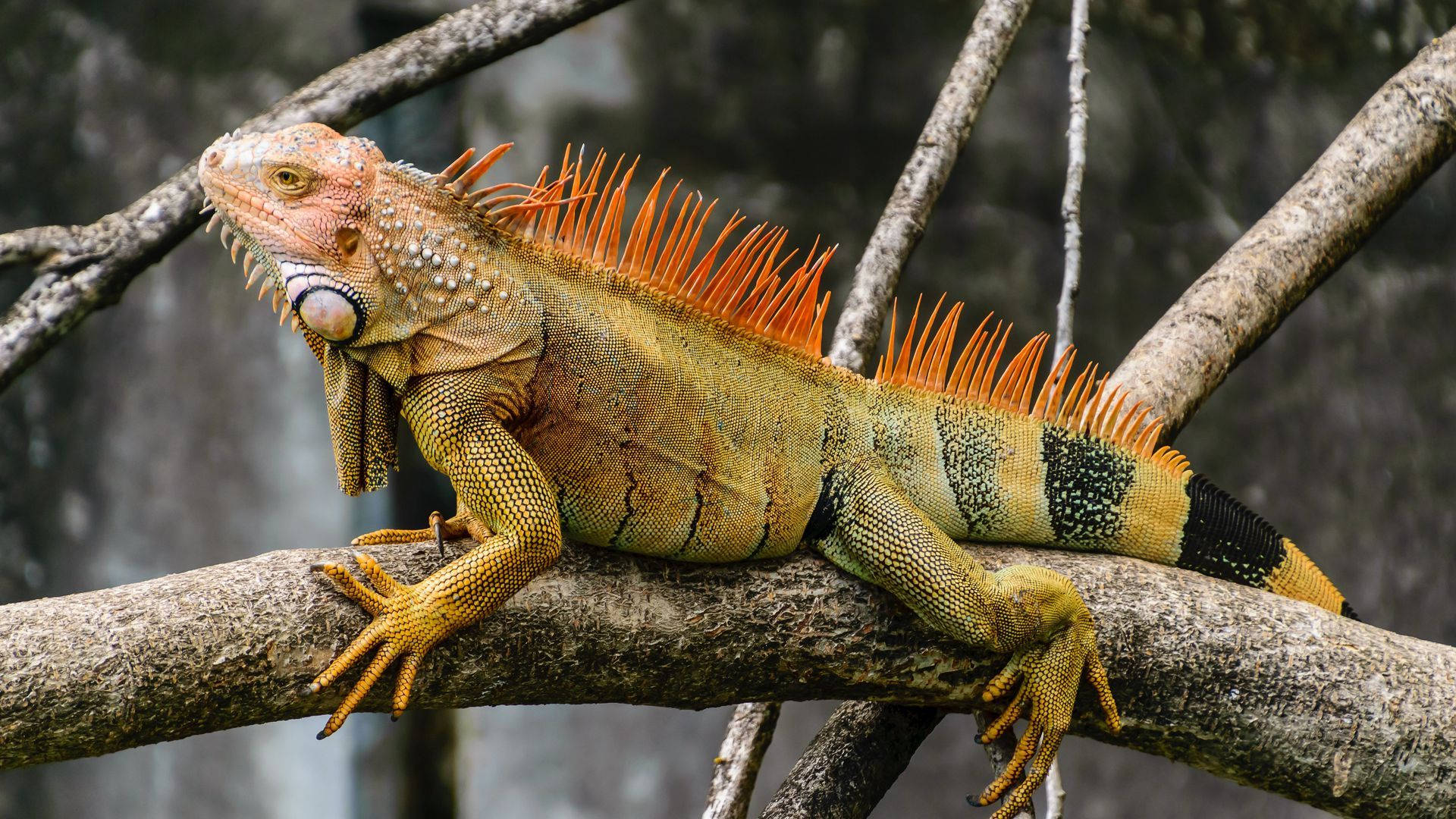 reptile 桌布 壁紙 — 一隻充滿活力的綠色鬣蜥，帶有橙色棘刺，警覺地棲息在自然森林環境中紋理豐富的樹枝上。