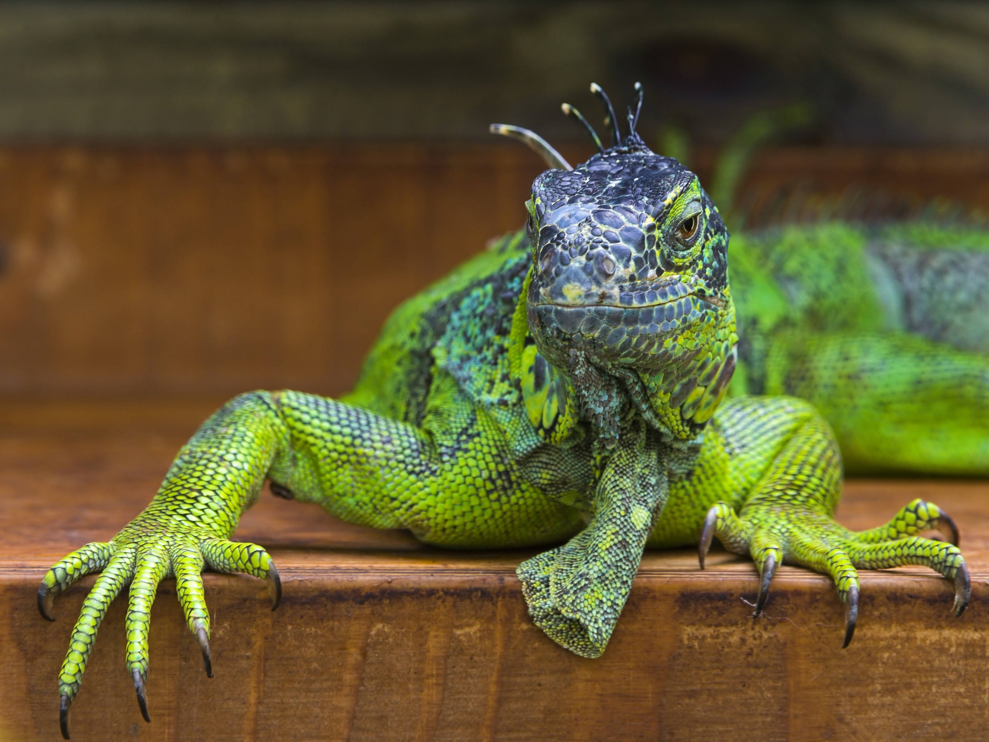 reptile 桌布 壁紙 — 一隻充滿活力的綠色鬣蜥，帶有細緻的鱗片和尖刺狀冠，警覺地棲息在木質表面上。