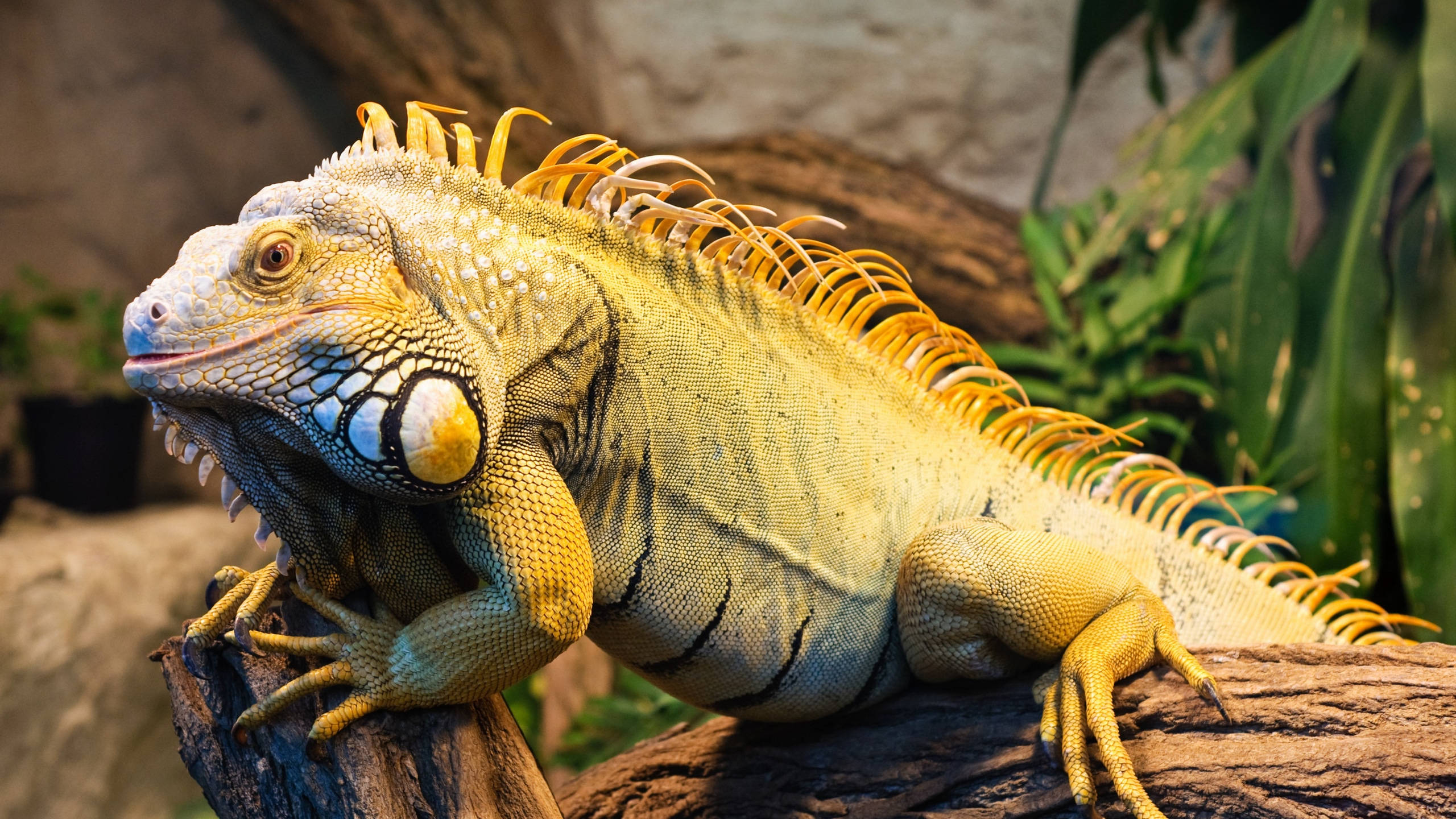 reptile 桌布 壁紙 — 一隻充滿活力的綠色鬣蜥，帶有金色棘刺，警覺地棲息在風化的木頭上，周圍環繞著茂密的樹葉。