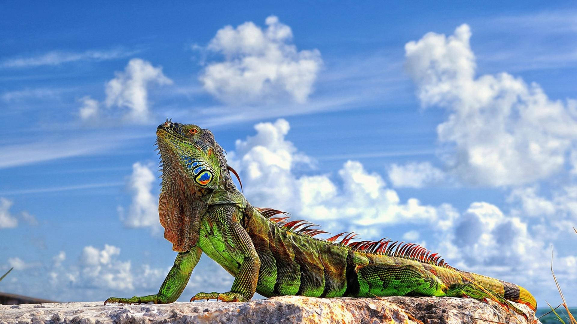 reptile 桌布 壁紙 — 一隻充滿活力的綠色鬣蜥，有著引人注目的藍色眼睛，棲息在陽光照耀的岩石上，背景是明亮的藍天，點綴著蓬鬆的白雲。