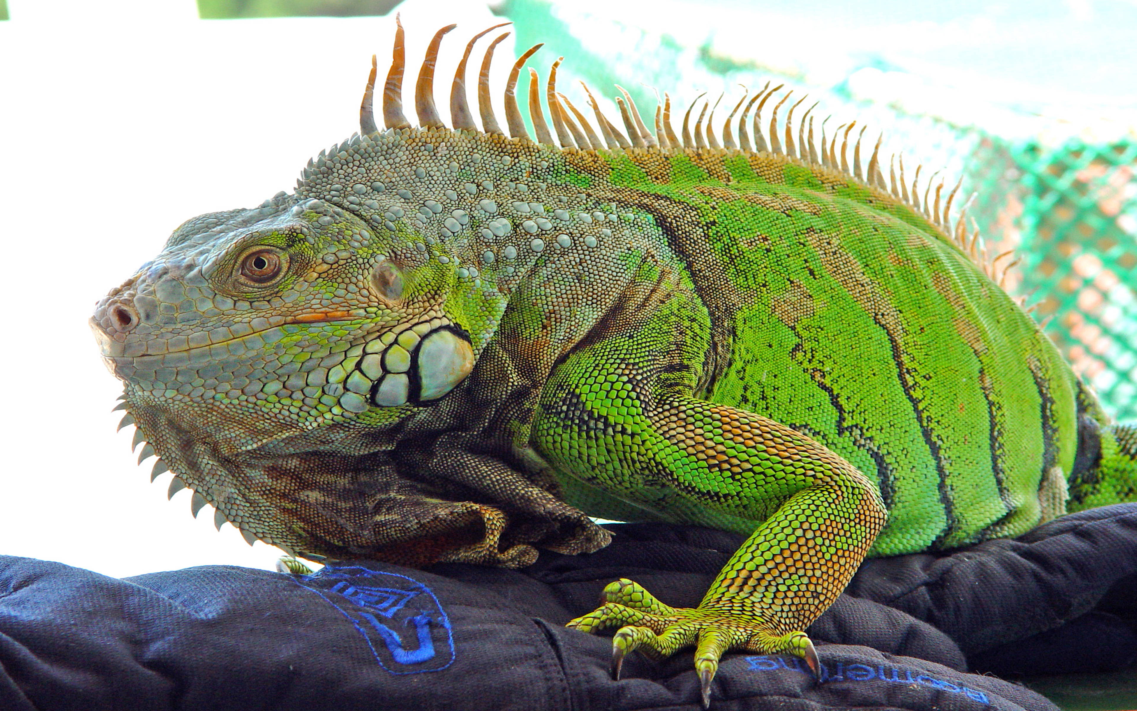 reptile 桌布 壁紙 — 一隻充滿活力的綠色鬣蜥，背上有尖刺的冠，在明亮的背景下平靜地躺在深色織物表面上。