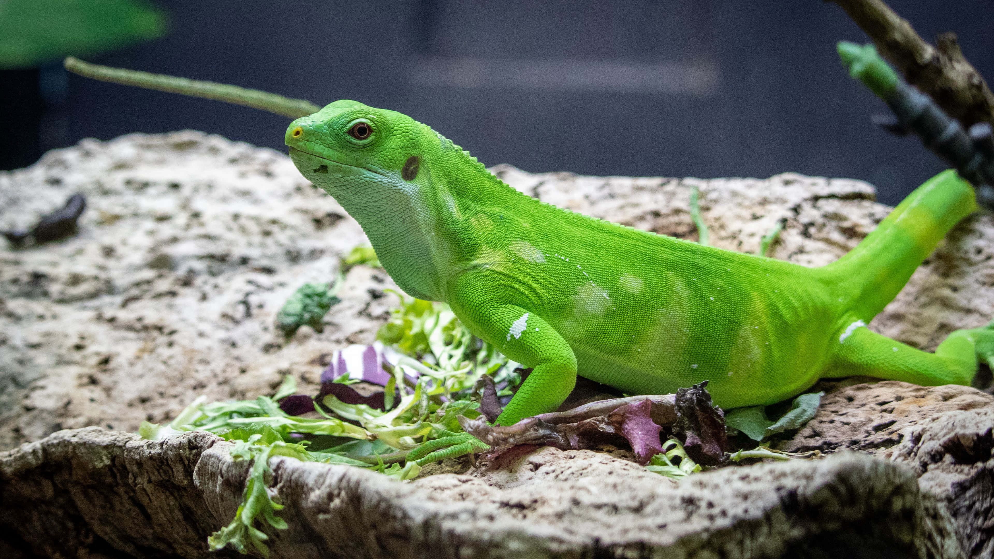 動物 桌布 壁紙 — 一隻充滿活力的綠色鬣蜥棲息在一塊有紋理的石頭上，周圍是自然環境中的新鮮綠葉。