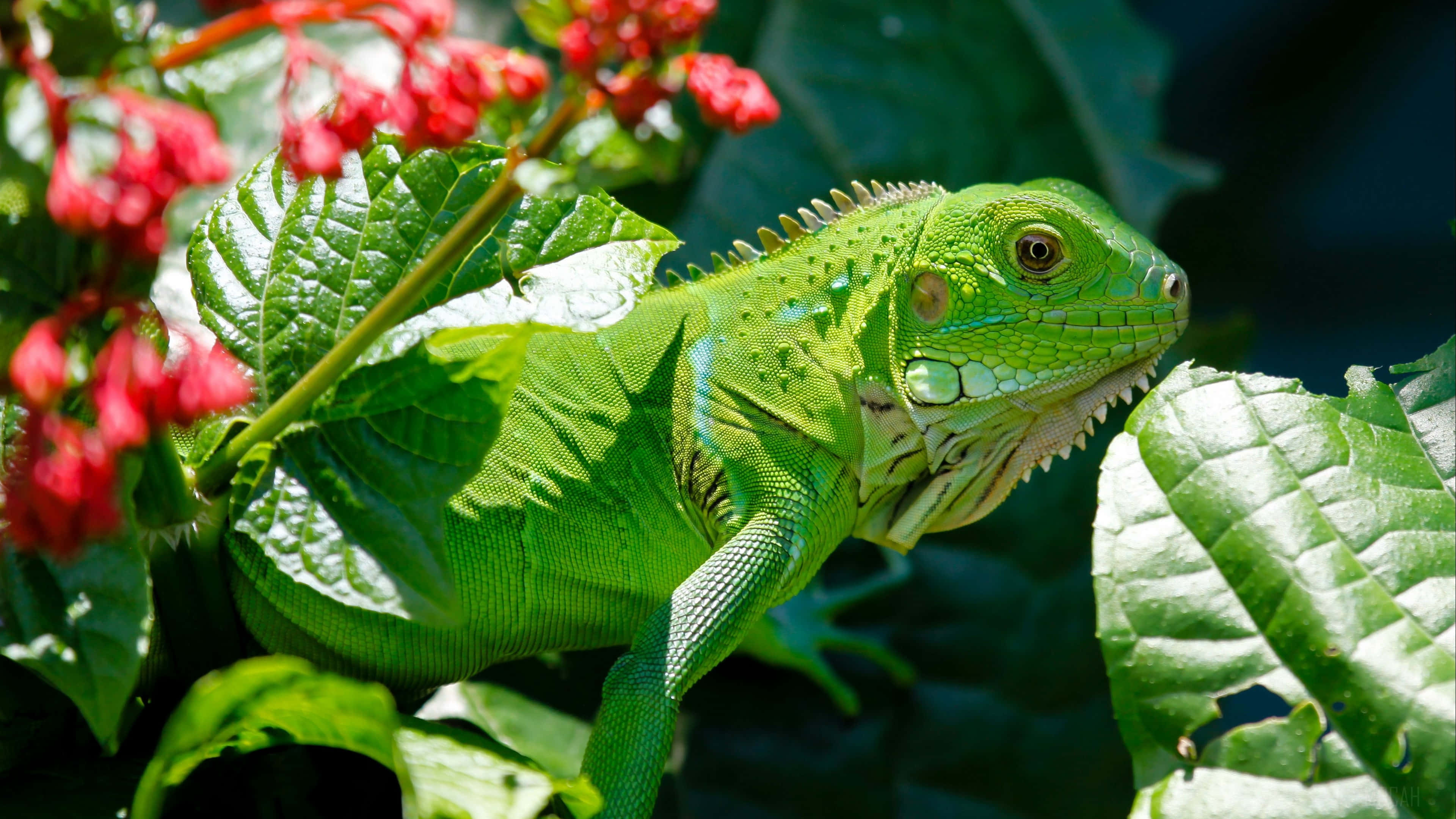 reptile 桌布 壁紙 — 一隻充滿活力的綠色鬣蜥棲息在茂密的葉子和鮮紅色的花朵之間，處於陽光明媚的熱帶環境中。