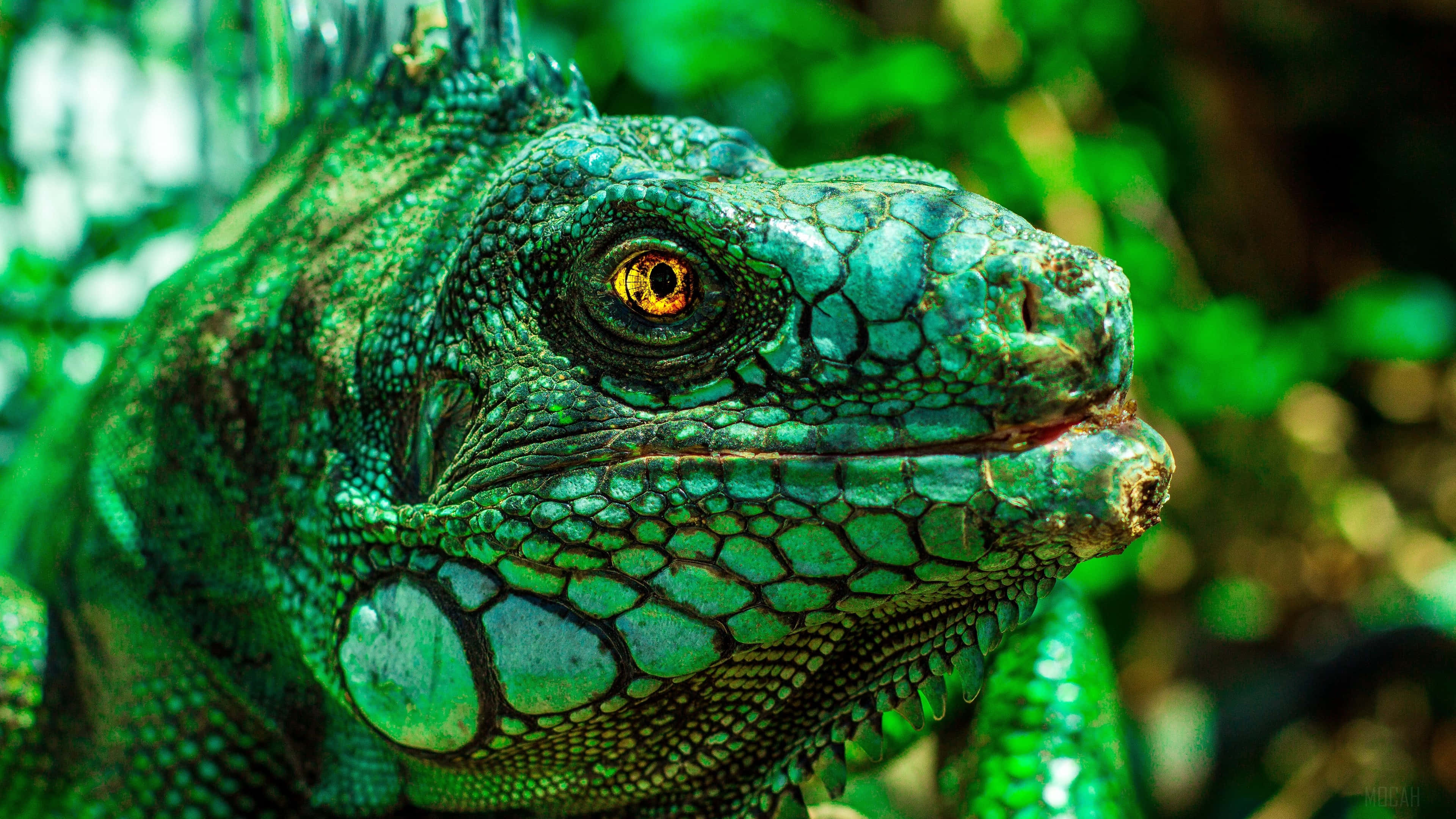 reptile 桌布 壁紙 — 一隻充滿活力的綠色鬣蜥的特寫，金色眼睛和詳細的鱗片，以茂密的綠色森林為背景。