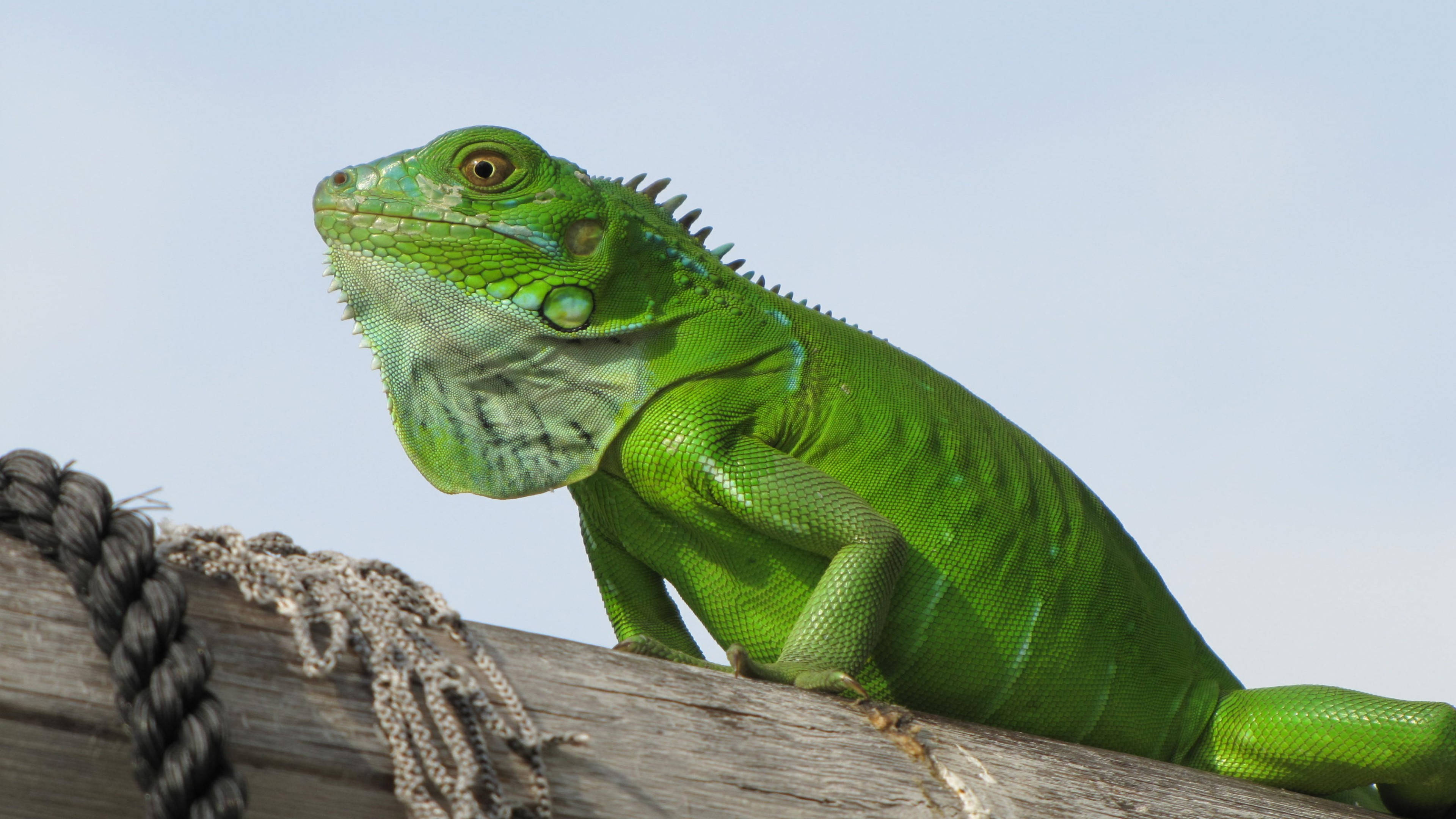 reptile 桌布 壁紙 — 一隻充滿活力的綠色鬣蜥警覺地棲息在風化的木樑上，背景是蒼白的天空。