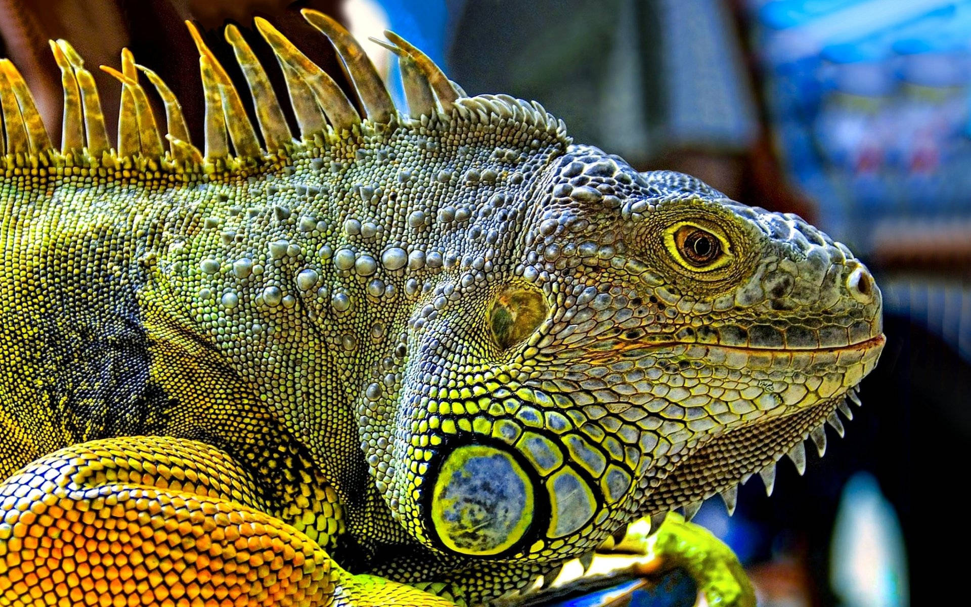 reptile 桌布 壁紙 — 一隻充滿活力的綠色鬣蜥近距離特寫，擁有尖刺狀的背冠和細緻的鱗片，在明亮的光線下曬太陽。