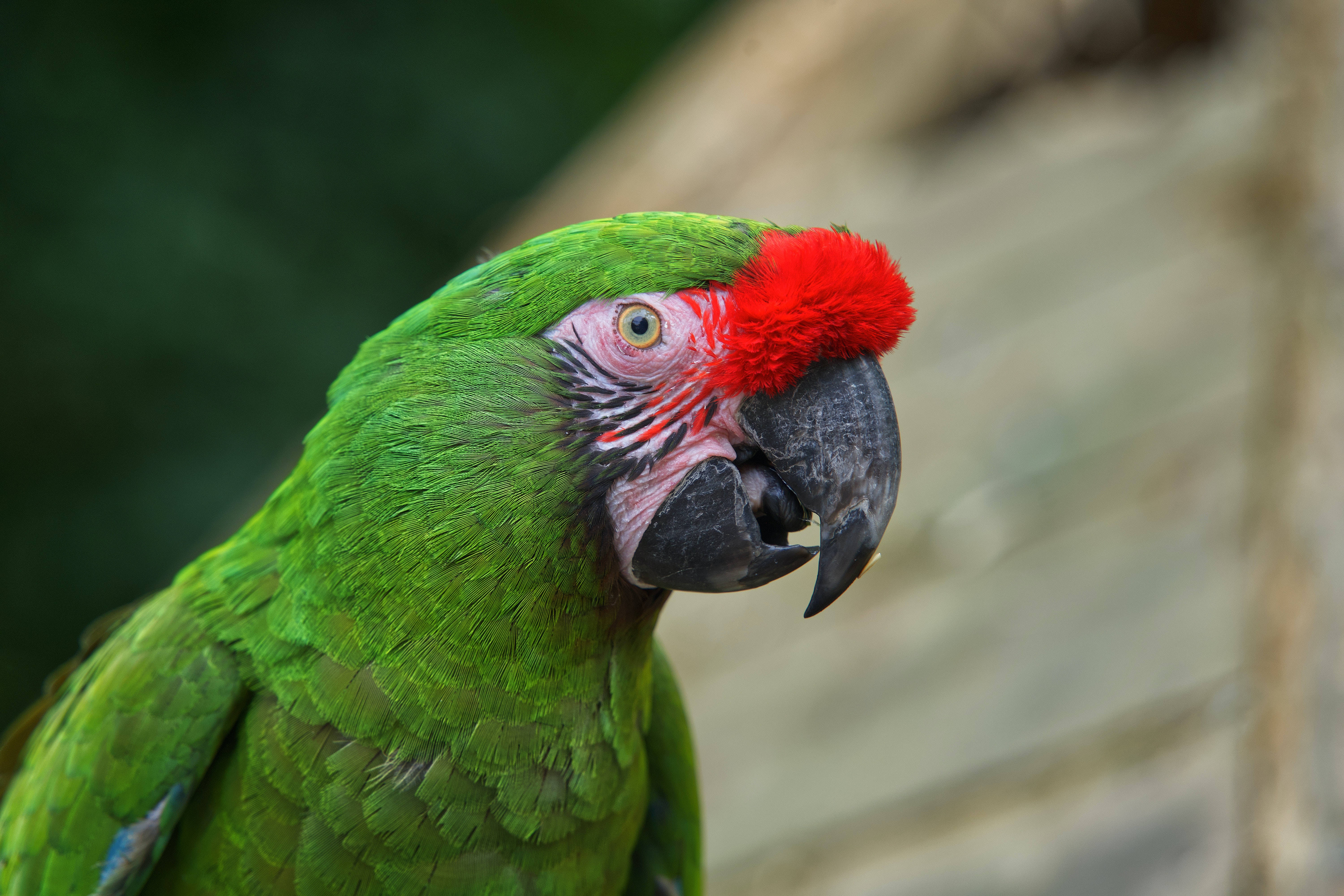 parrot 桌布 壁紙 — 一隻充滿活力的綠色鸚鵡，有著鮮紅色的冠和鋒利的黑色喙，在模糊的自然背景下專注地凝視。