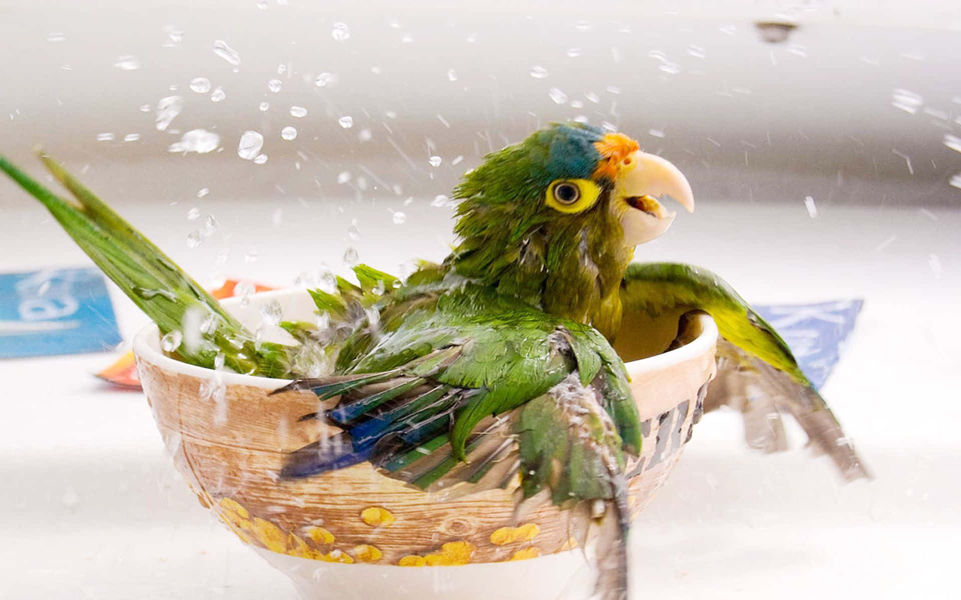 Cute Bird 桌布 壁紙 — 一隻充滿活力的綠色鸚鵡在圖案碗中用力潑水，形成動態的水滴飛濺。