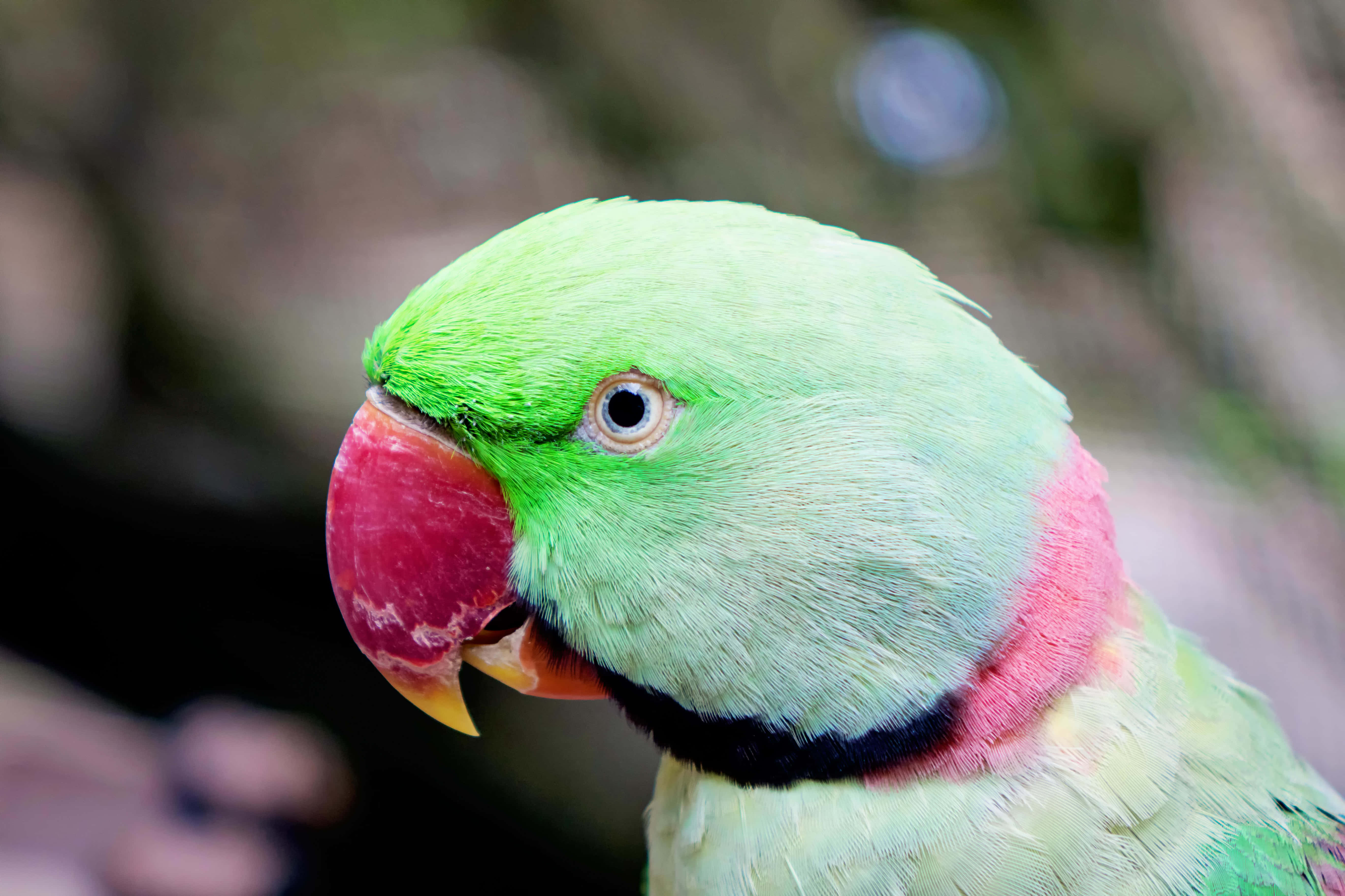 parrot 桌布 壁紙 — 一隻充滿活力的綠色鸚鵡特寫，擁有鮮紅色的喙和粉紅色的頸環，背景是模糊的自然環境。