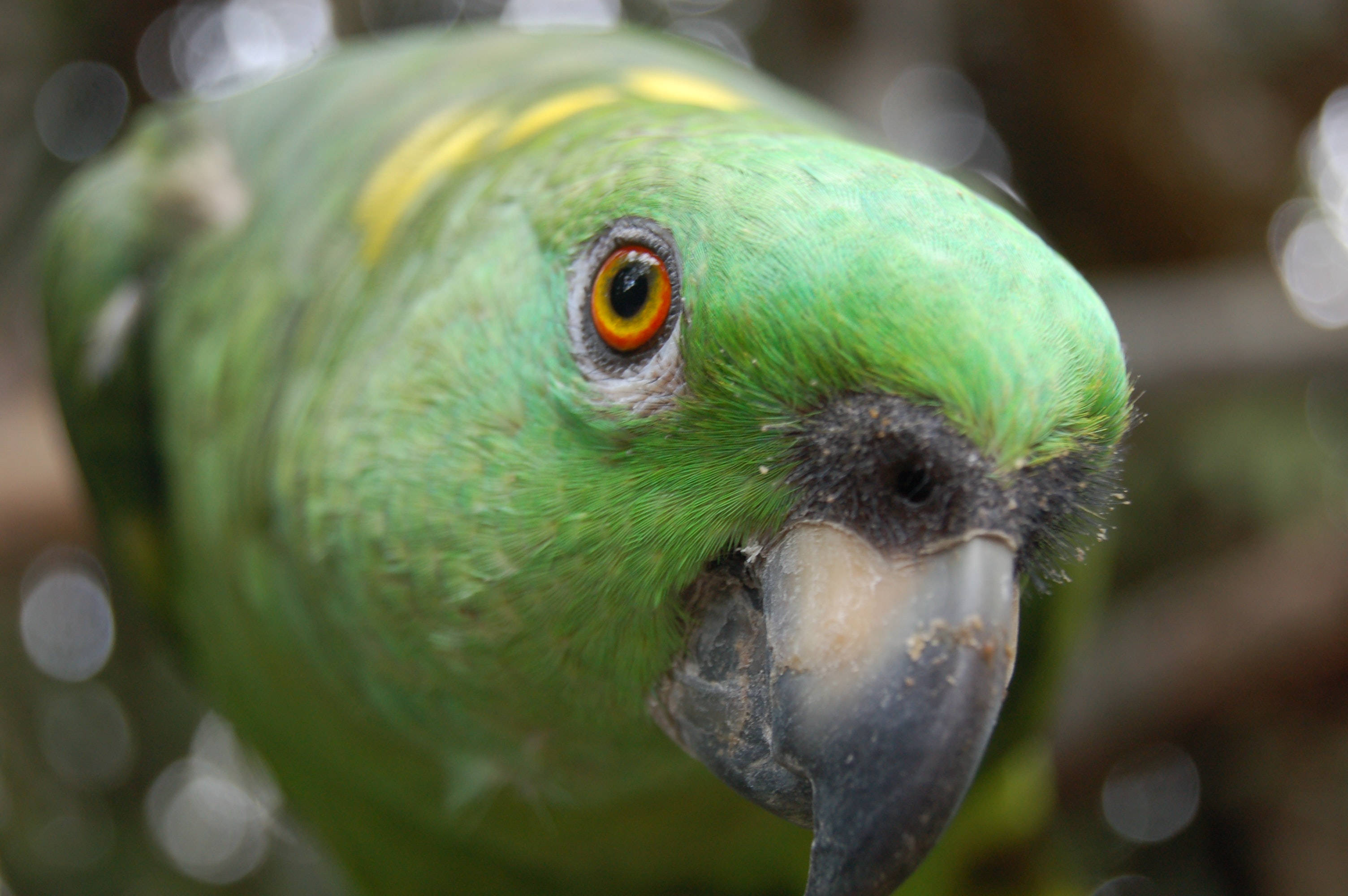 parrot 桌布 壁紙 — 一隻充滿活力的綠色鸚鵡特寫，擁有引人注目的橙色眼睛和頭上的黃色斑紋。