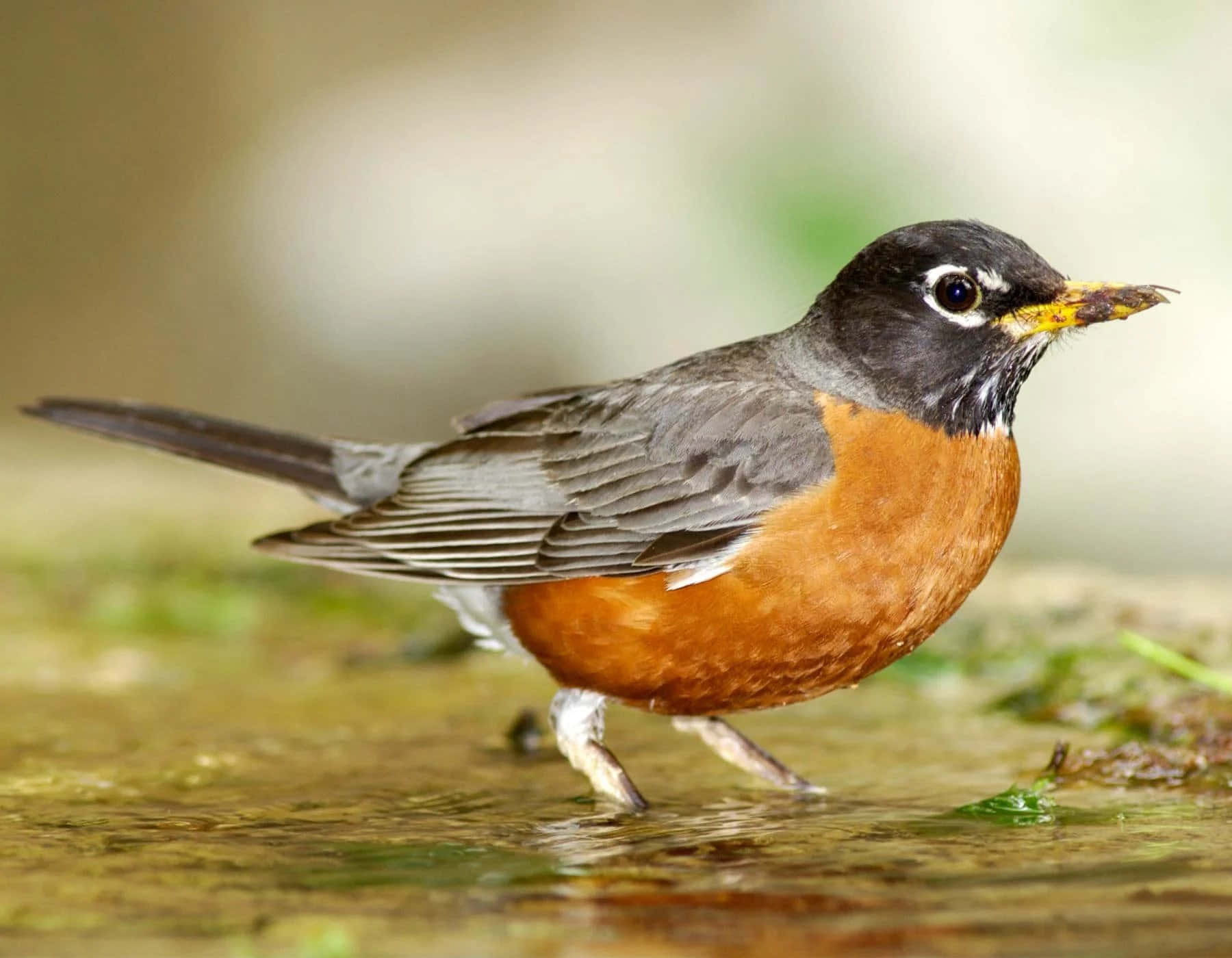 robin 桌布 壁紙 — 一隻充滿活力的美洲知更鳥站在淺水中，嘴裡叼著一條蟲，背景是柔和模糊的森林。