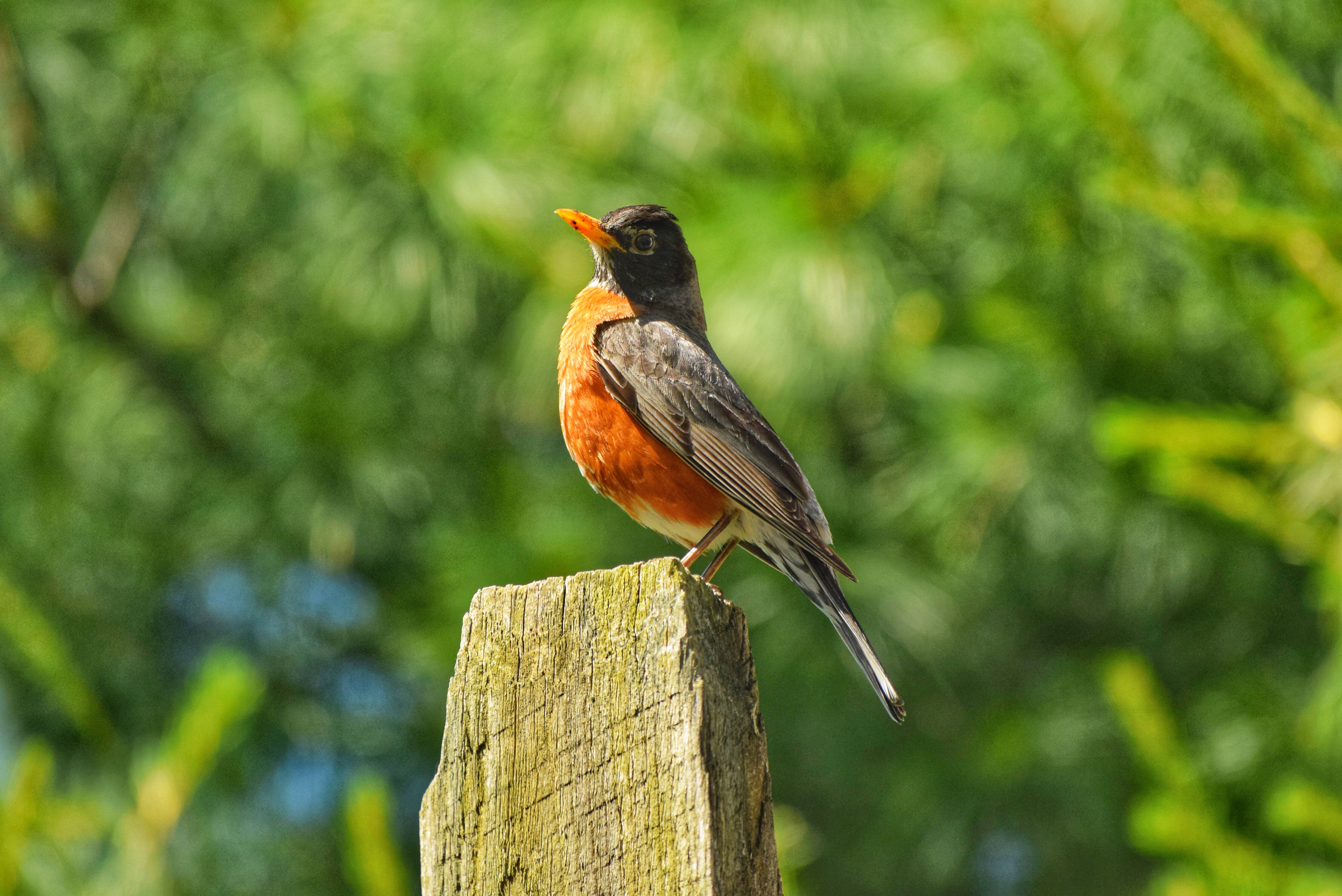 birds 桌布 壁紙 — 一隻充滿活力的美洲知更鳥警覺地棲息在一個風化的木柱上，背景是茂密模糊的綠色樹葉。