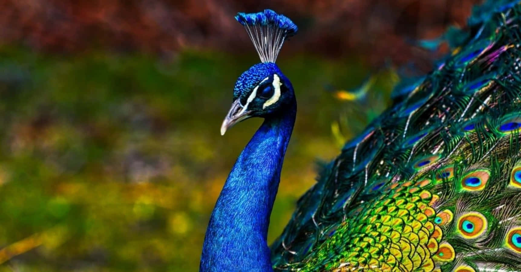 Peacock Bird 桌布 壁紙 — 一隻充滿活力的藍孔雀，帶有虹彩綠色和金色羽毛，在模糊的自然背景下清晰對焦。