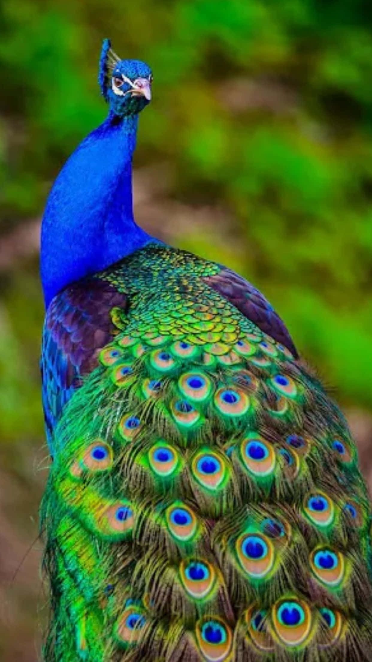 Peacock Bird 桌布 壁紙 — 一隻充滿活力的藍孔雀，帶有虹彩綠色和金色的眼斑羽毛，驕傲地站在柔和的模糊綠色背景前。
