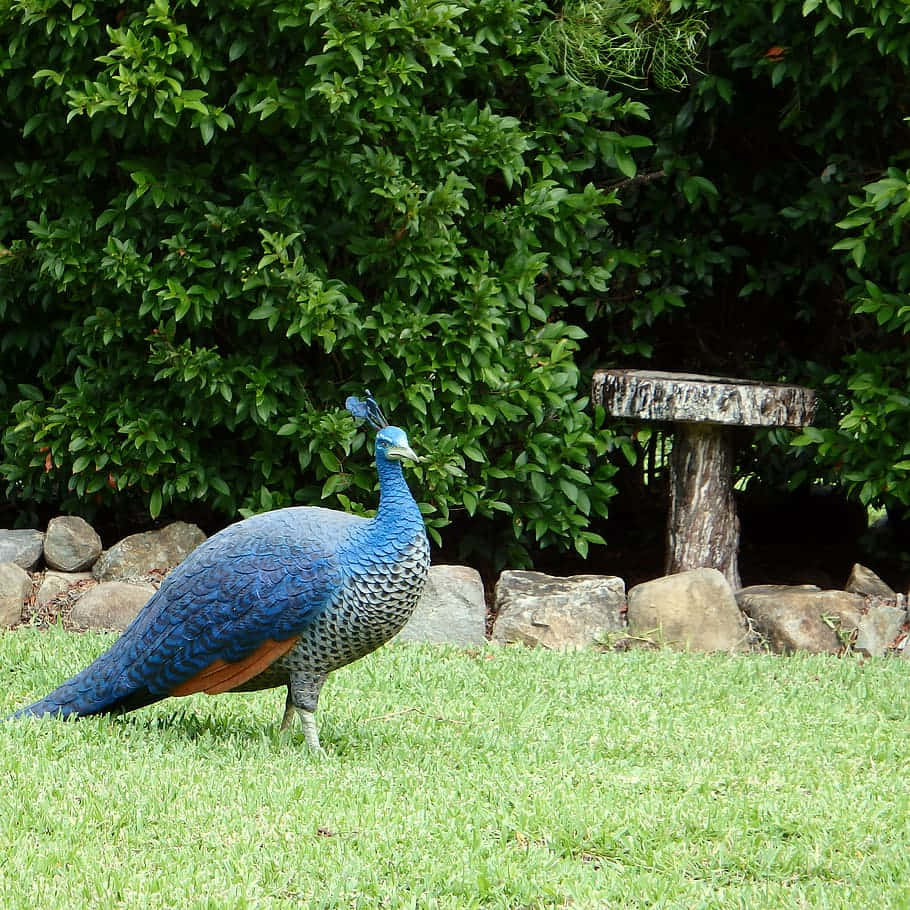 Peahen 桌布 壁紙 — 一隻充滿活力的藍孔雀優雅地站在茂密的綠草地上，旁邊是質樸的木凳和茂密的樹葉。