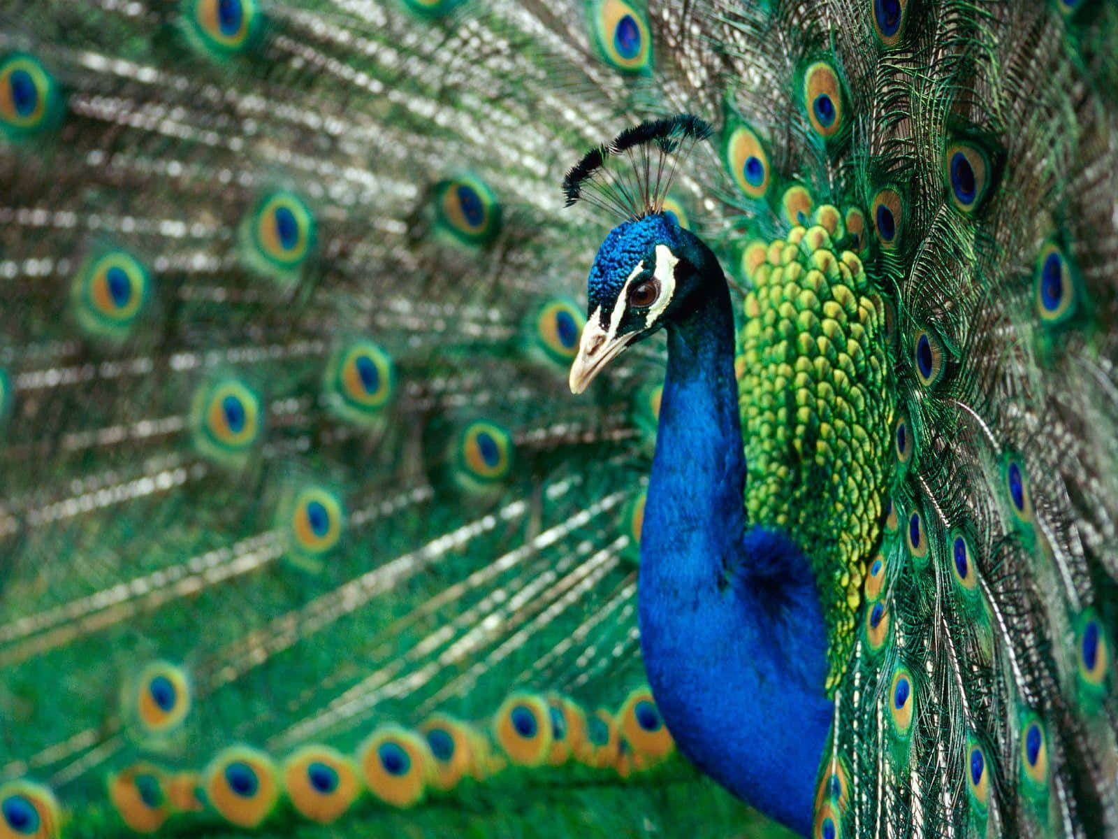 Peacock Bird 桌布 壁紙 — 一隻充滿活力的藍孔雀在茂密的自然環境中展示其帶有綠色和金色虹彩眼狀圖案的尾羽。