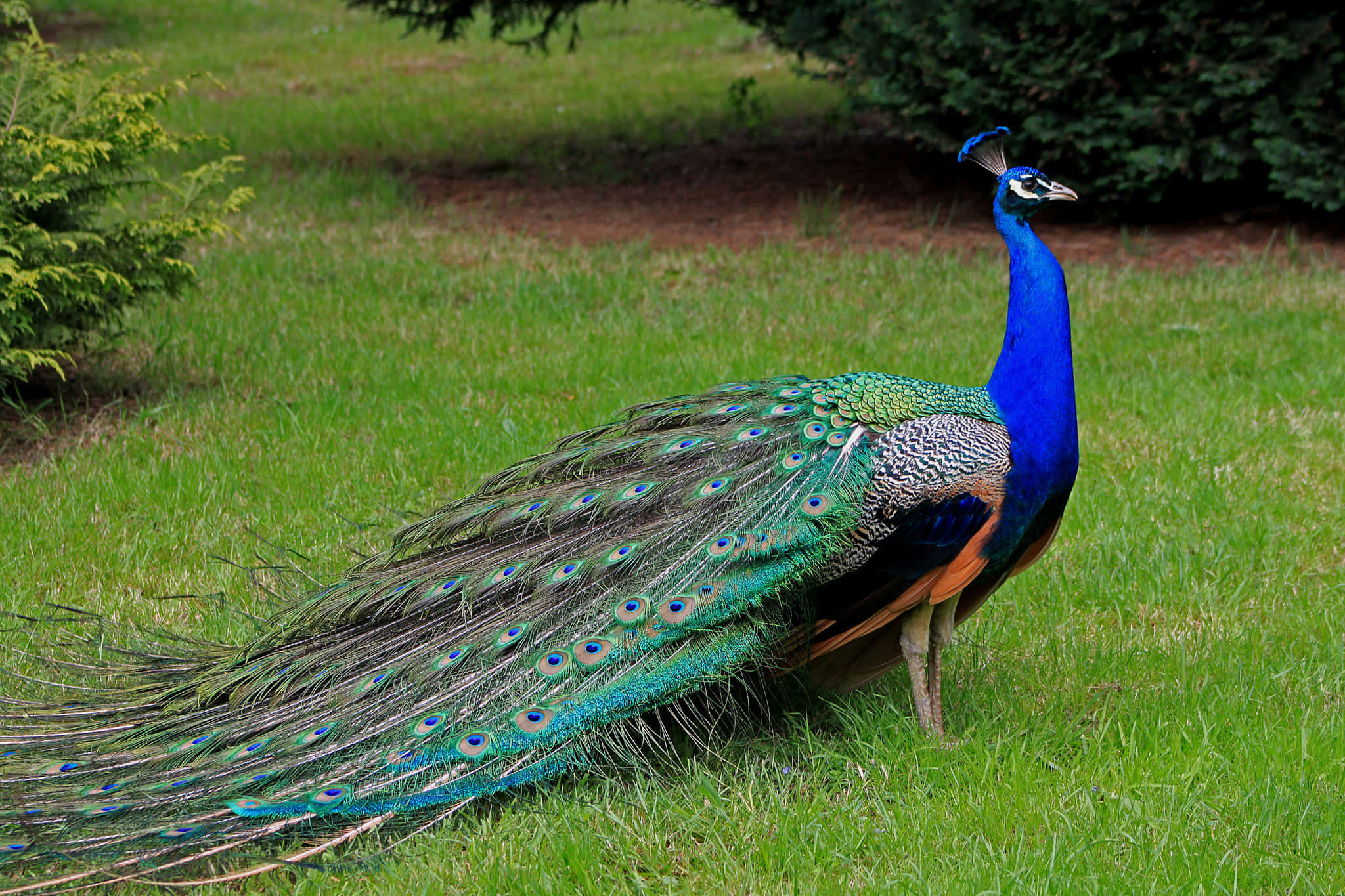 Peacock Bird 桌布 壁紙 — 一隻充滿活力的藍孔雀自豪地站在茂盛的綠草地上，展開其虹彩般的尾巴，展示出像眼睛的圖案。