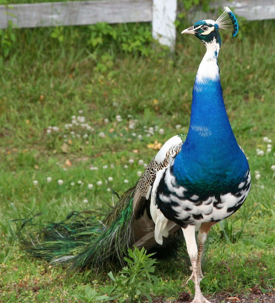 Peahen 桌布 壁紙 — 一隻充滿活力的藍孔雀自豪地站在草地上，背景是木柵欄。