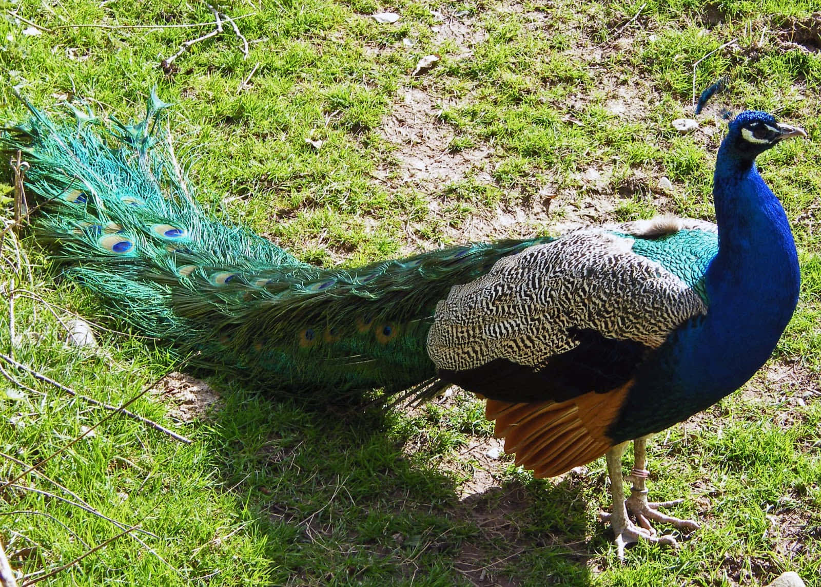 Peacock Bird 桌布 壁紙 — 一隻充滿活力的藍孔雀驕傲地站在草地上，展示其虹彩般的綠色和藍色尾羽。