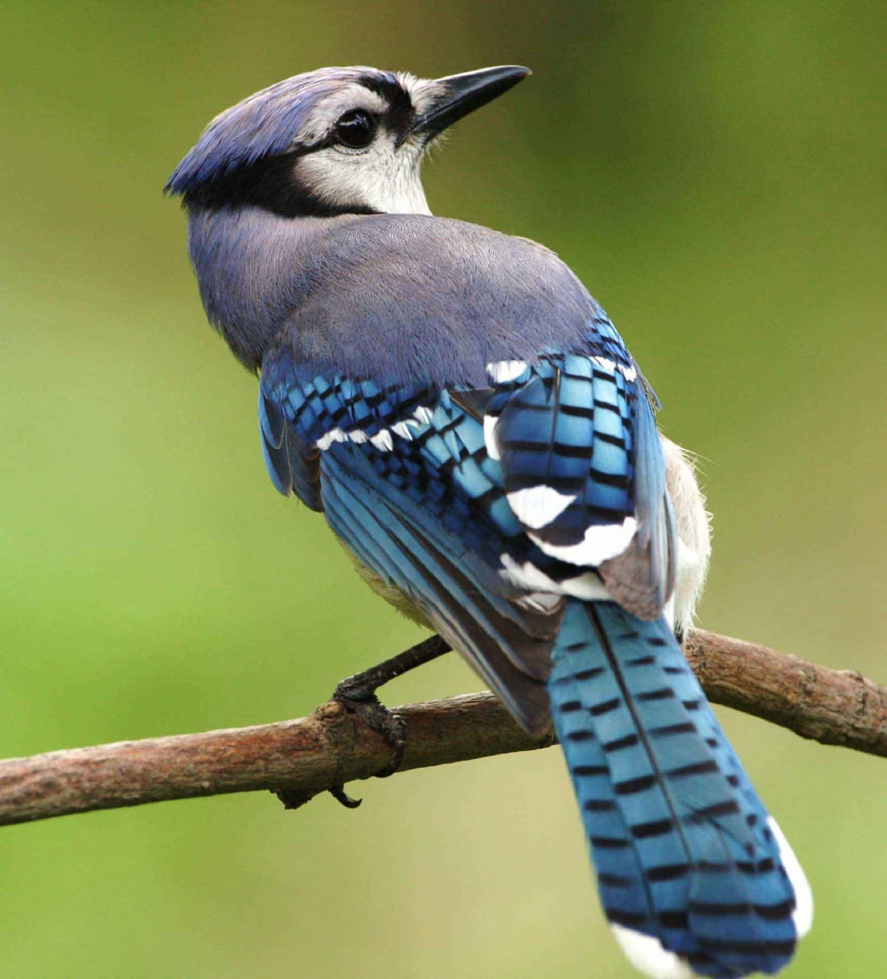 Blue Jay 桌布 壁紙 — 一隻充滿活力的藍松鴉優雅地棲息在樹枝上，在柔和的綠色背景下展示其引人注目的藍白羽毛。