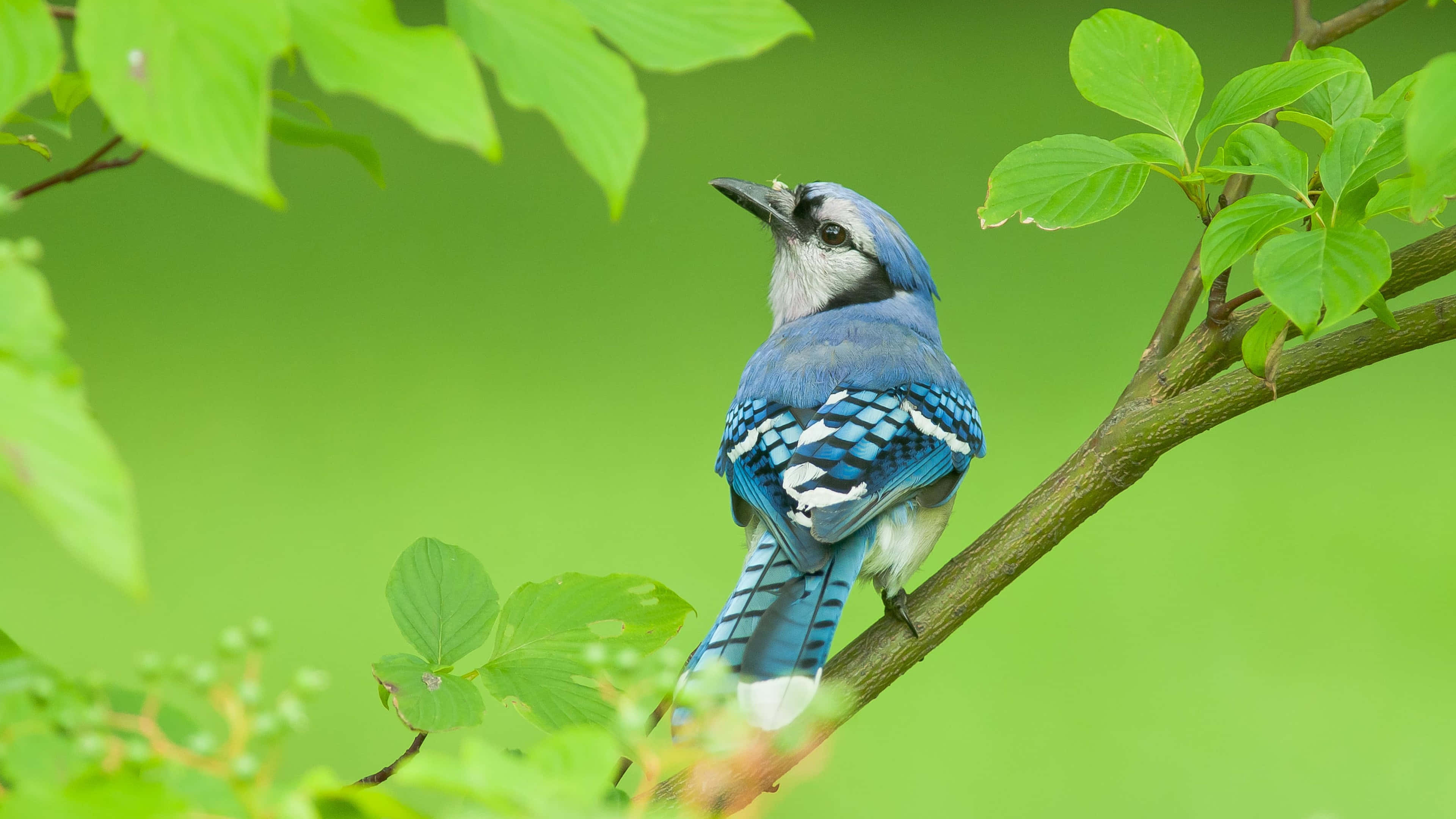 Blue Jay 桌布 壁紙 — 一隻充滿活力的藍松鴉優雅地棲息在樹枝上，周圍是茂密的綠色樹葉，在陽光明媚的森林場景中。