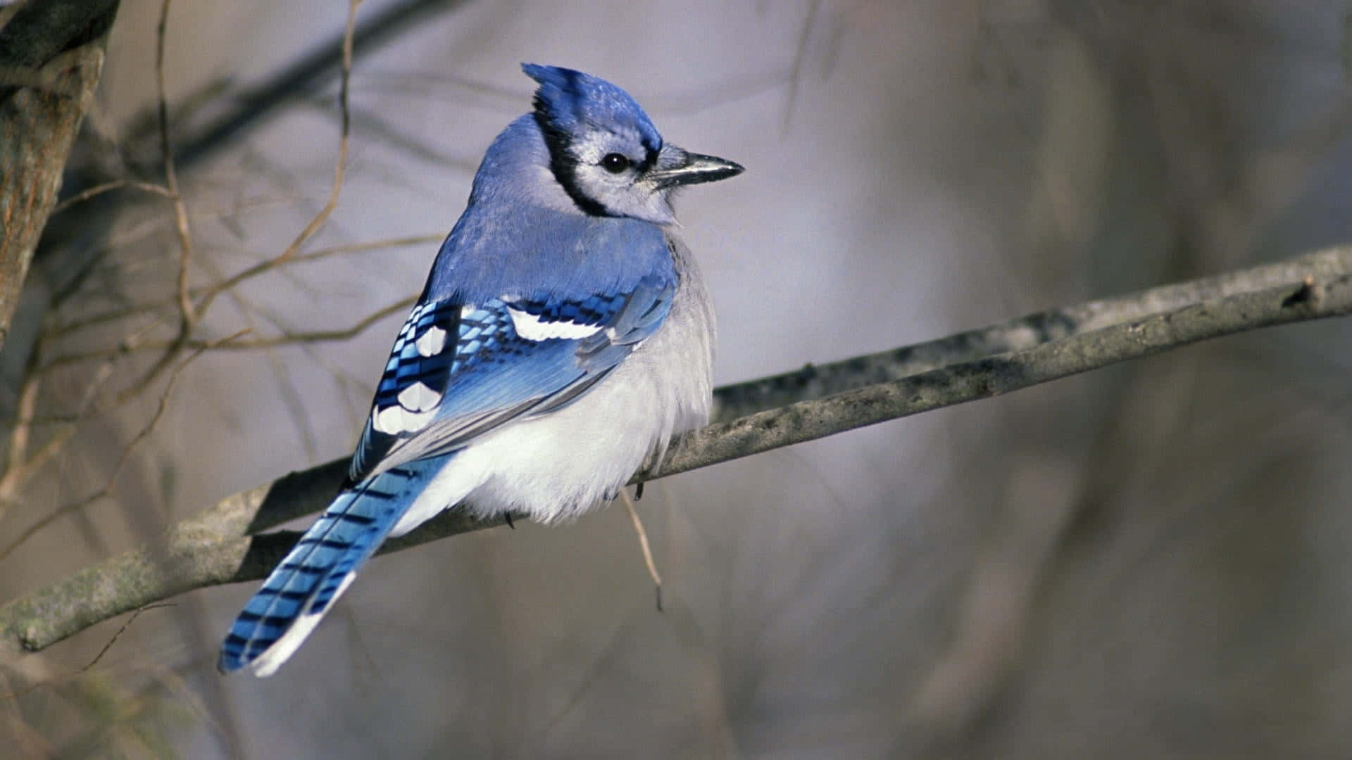 Blue Jay 桌布 壁紙 — 一隻充滿活力的藍松鴉警覺地棲息在光禿的樹枝上，背景是柔和模糊的森林。