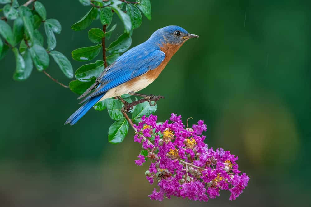 Bluebird 桌布 壁紙 — 一隻充滿活力的藍色小鳥優雅地棲息在樹枝上，旁邊是鮮豔的紫色花朵，背景是柔和的綠色。