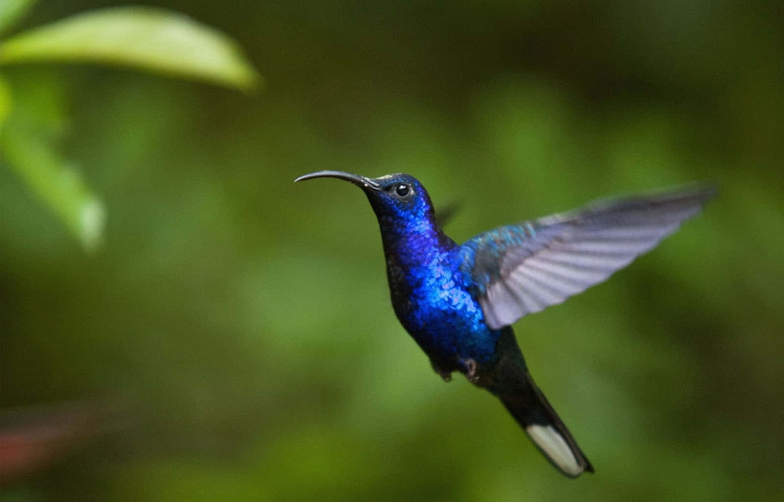 Female Hummingbird 桌布 壁紙 — 一隻充滿活力的藍色蜂鳥在半空中盤旋，翅膀因運動而模糊，背景是柔和的綠色森林。