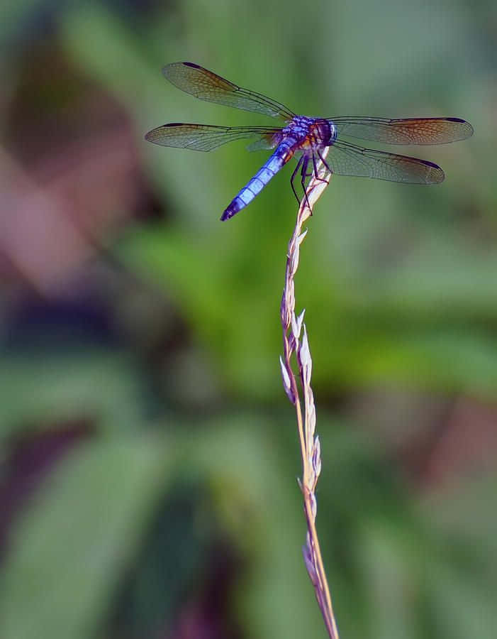Blue Dragonfly 桌布 壁紙 — 一隻充滿活力的藍色蜻蜓輕輕地停在一根纖細的草葉上，背景是柔和的綠色模糊效果。