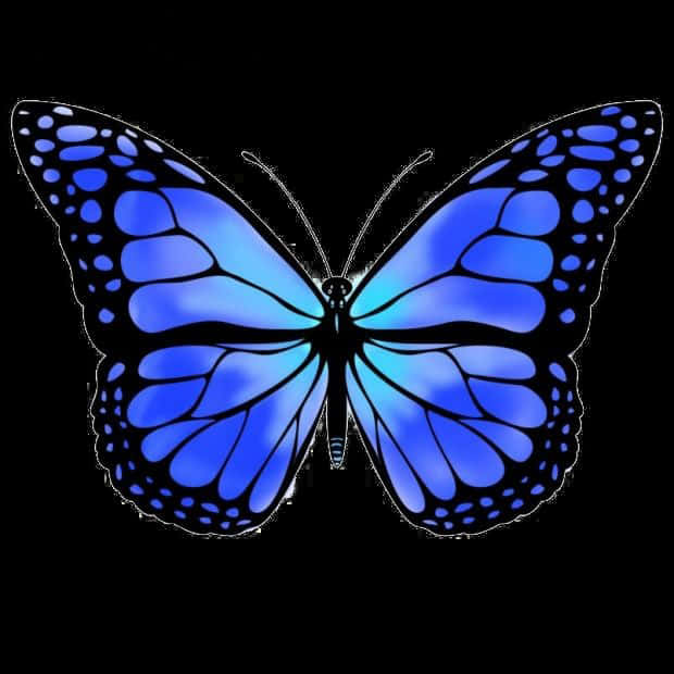 Butterflies 桌布 壁紙 — 一隻充滿活力的藍色蝴蝶，帶有複雜的翅膀圖案，在純黑背景上閃耀。