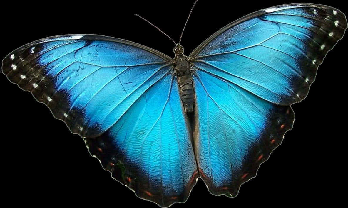 Butterfly Wings 桌布 壁紙 — 一隻充滿活力的藍色閃蝶，帶有彩虹色翅膀和深色邊緣，在純黑色背景上展開。