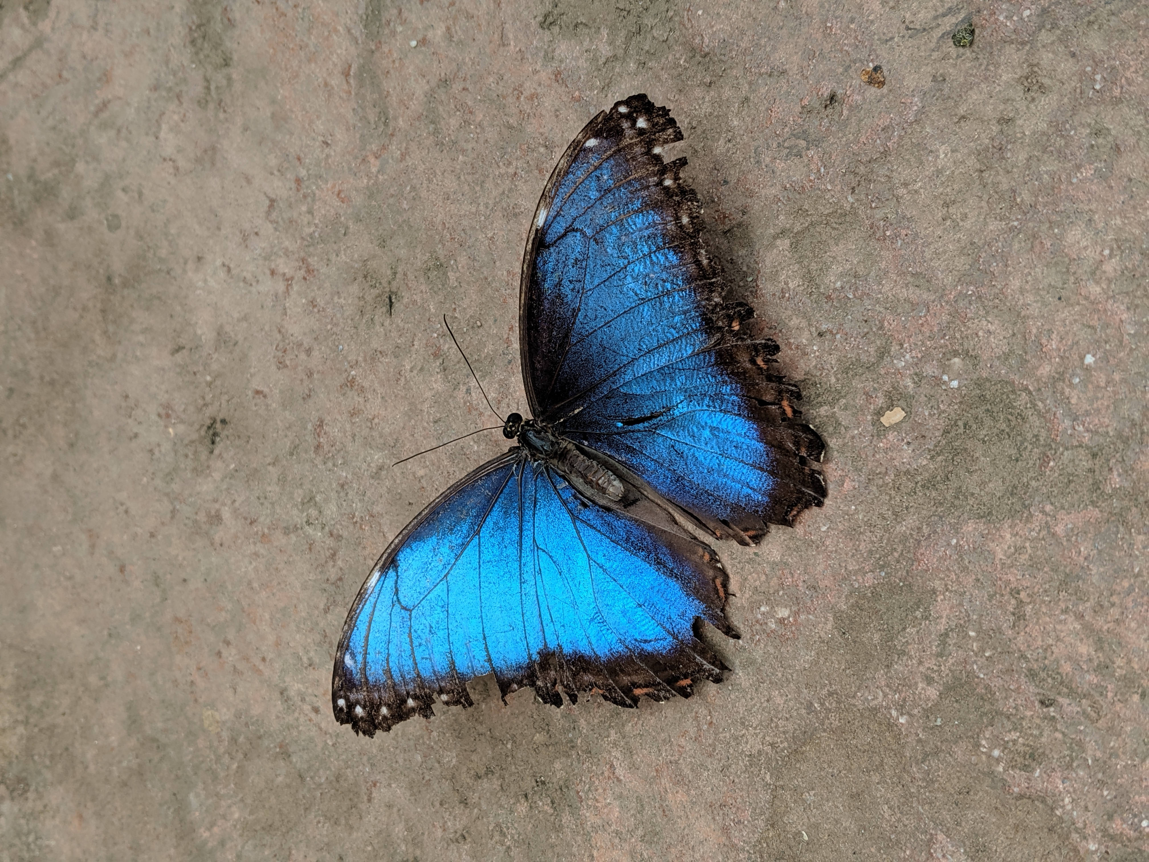 Pastel Butterfly 桌布 壁紙 — 一隻充滿活力的藍色閃蝶停留在紋理細膩的灰色混凝土表面上，翅膀圖案精緻。