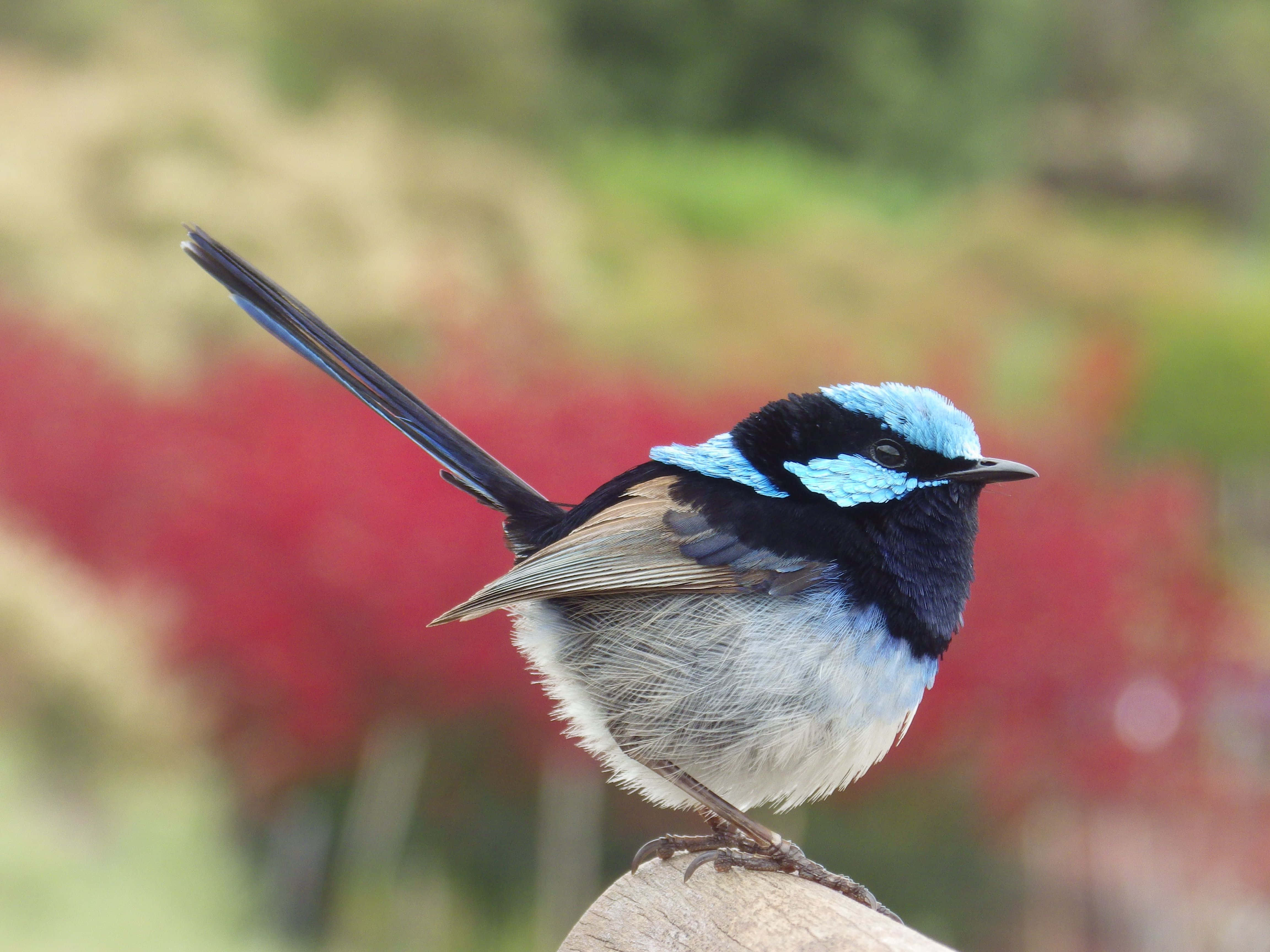 Cute Bird 桌布 壁紙 — 一隻充滿活力的藍色鷦鷯棲息在風化的木頭上，背景是柔和的紅色和綠色樹葉。