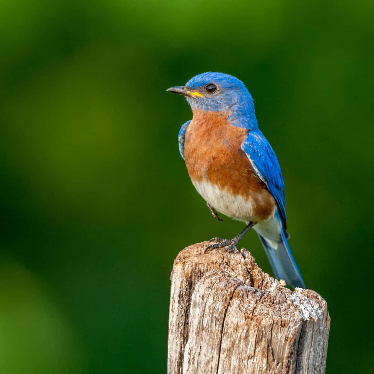 Bluebird 桌布 壁紙 — 一隻充滿活力的藍鳥，帶有鏽橙色胸部，警覺地棲息在風化的木柱上，背景是柔和的綠色。