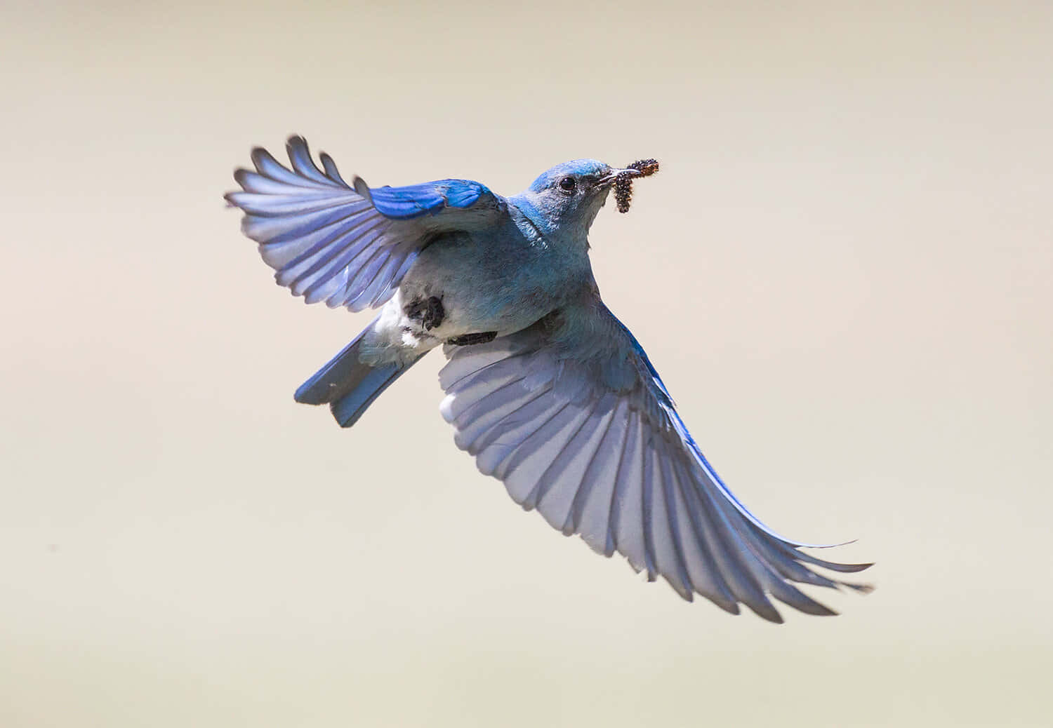 Bluebird 桌布 壁紙 — 一隻充滿活力的藍鳥展翅高飛，喙中叼著一條蟲，背景柔和模糊。