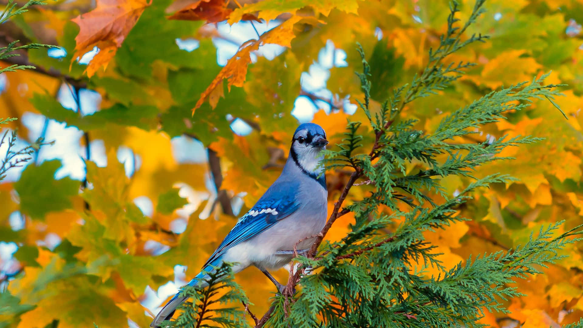 Blue Jay 桌布 壁紙 — 一隻充滿活力的藍鳥棲息在樹枝上，周圍是金黃色的秋葉和綠色的常青樹。